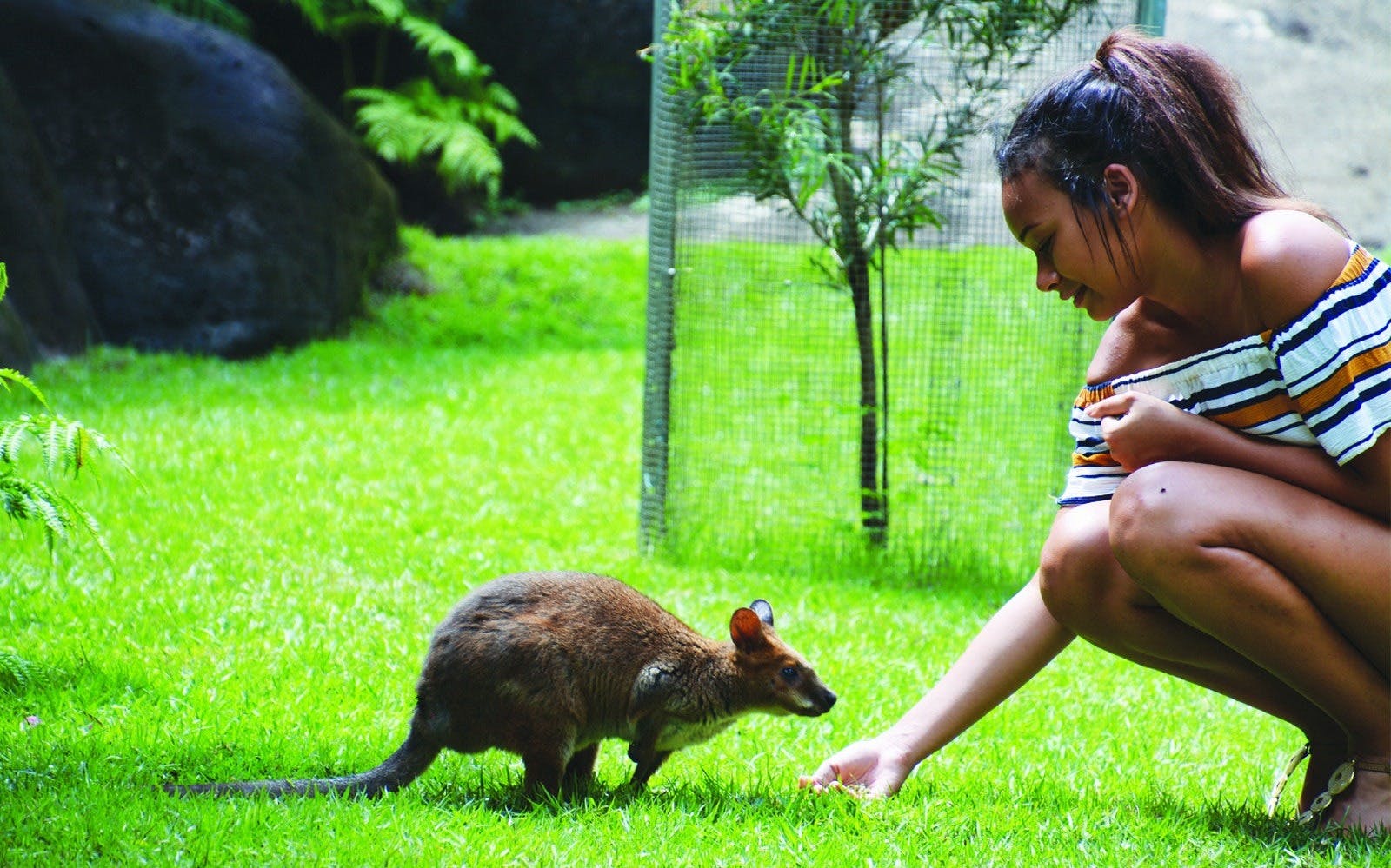 Cairns Koalas and Creatures Admission Ticket 