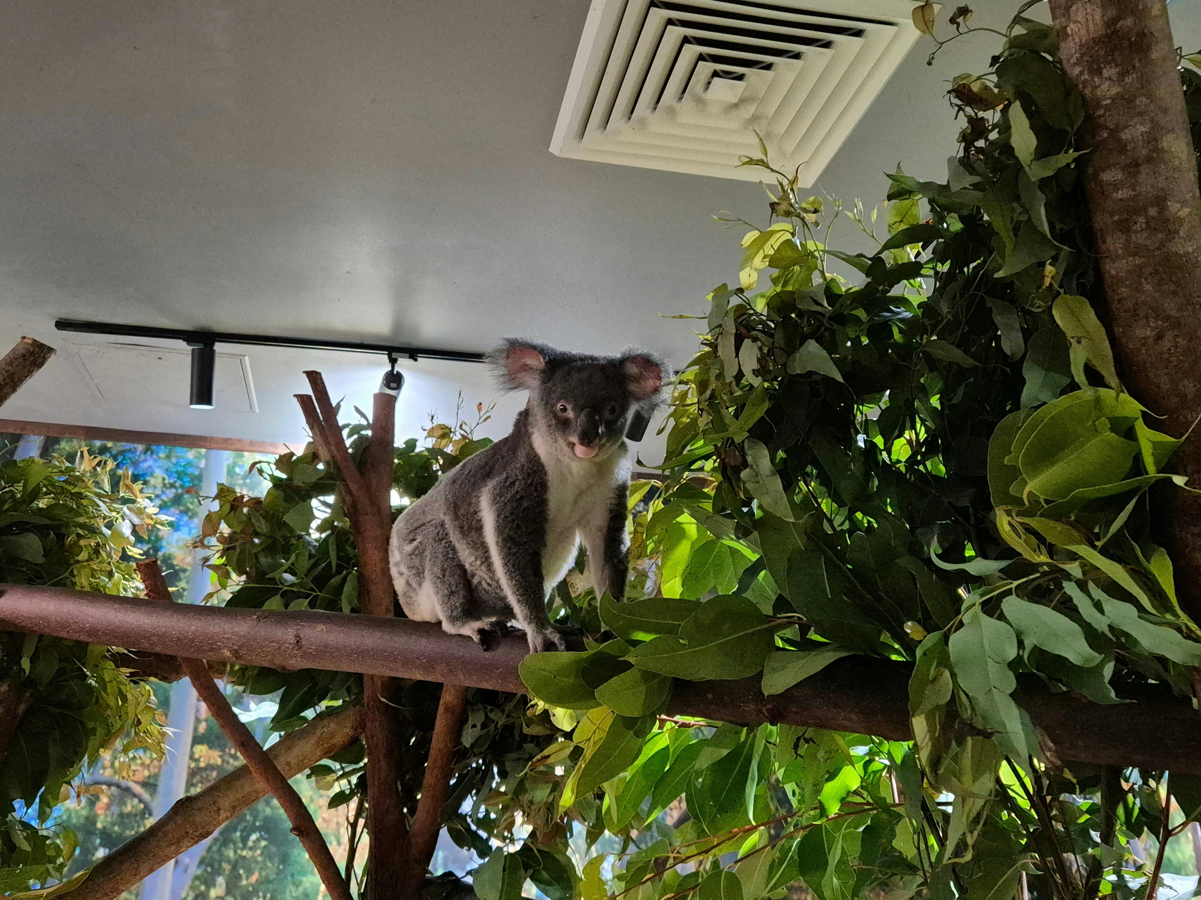 Cairns Koalas and Creatures Admission Ticket 
