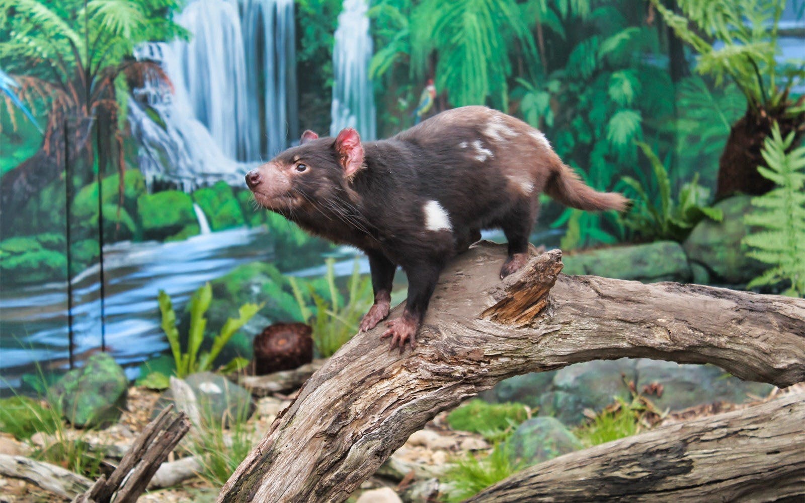 Cairns Koalas and Creatures Admission Ticket Review