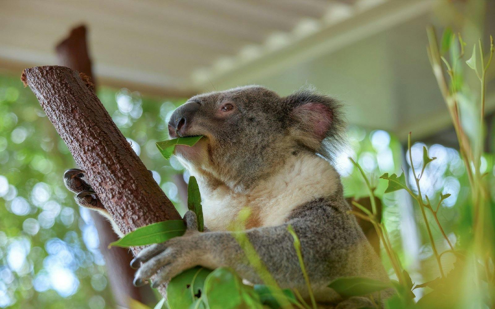 Cairns Koalas and Creatures Admission Ticket Price