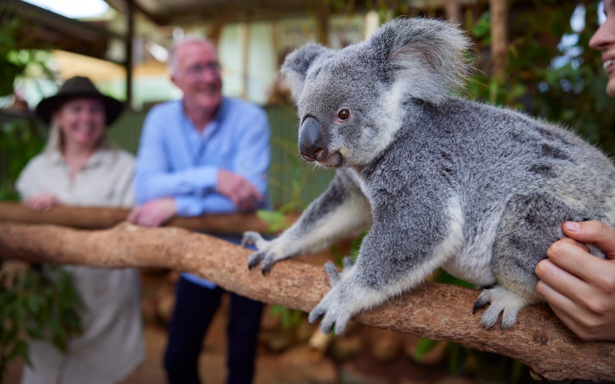 Cairns Koalas and Creatures Admission Ticket Category