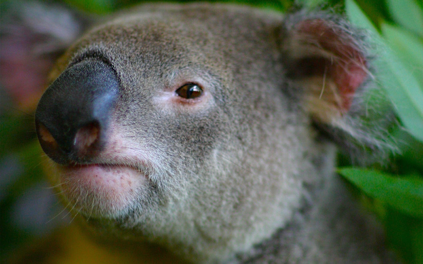 Cairns Koalas and Creatures Admission Ticket Location