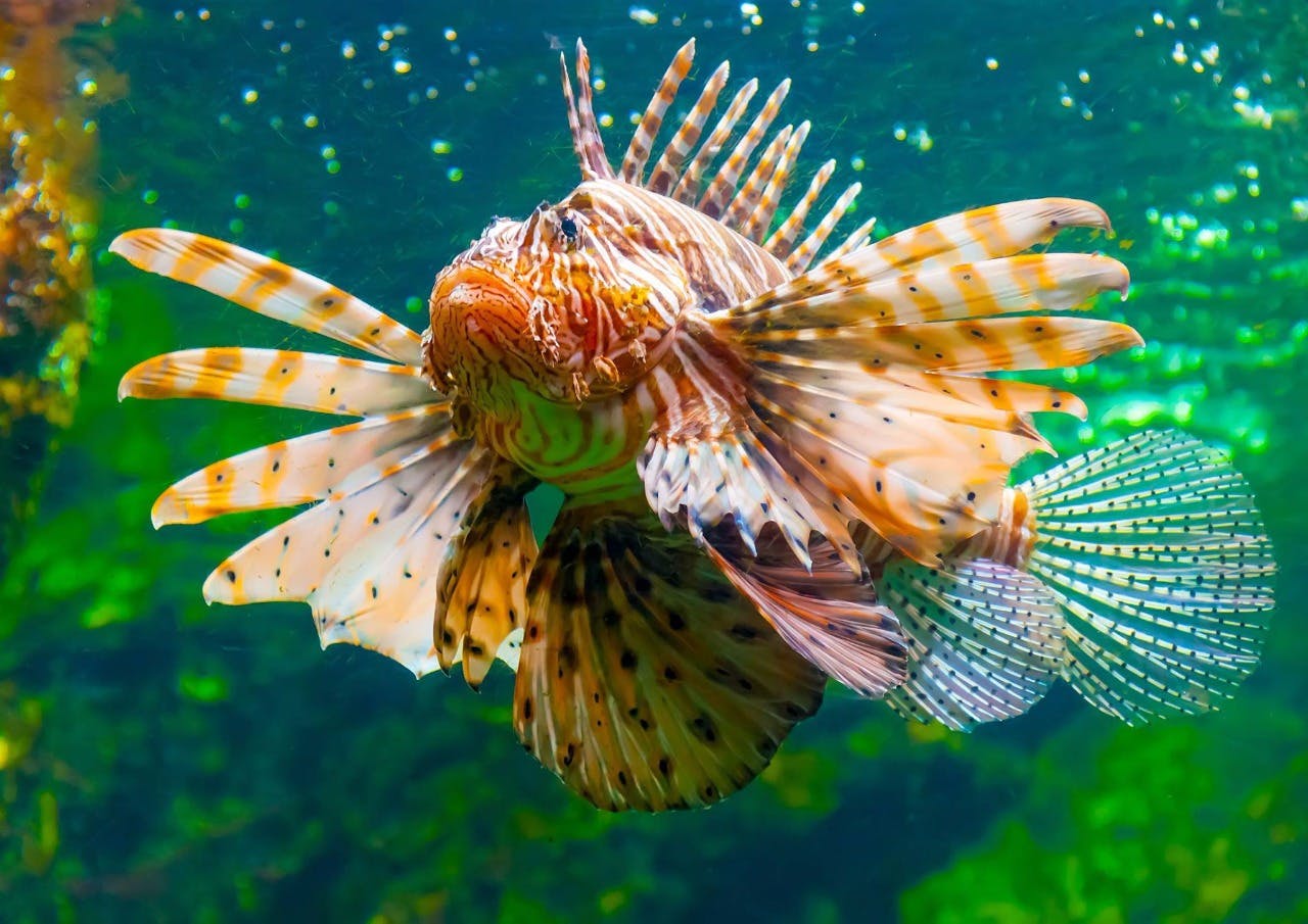 Cairns Aquarium Ticket 