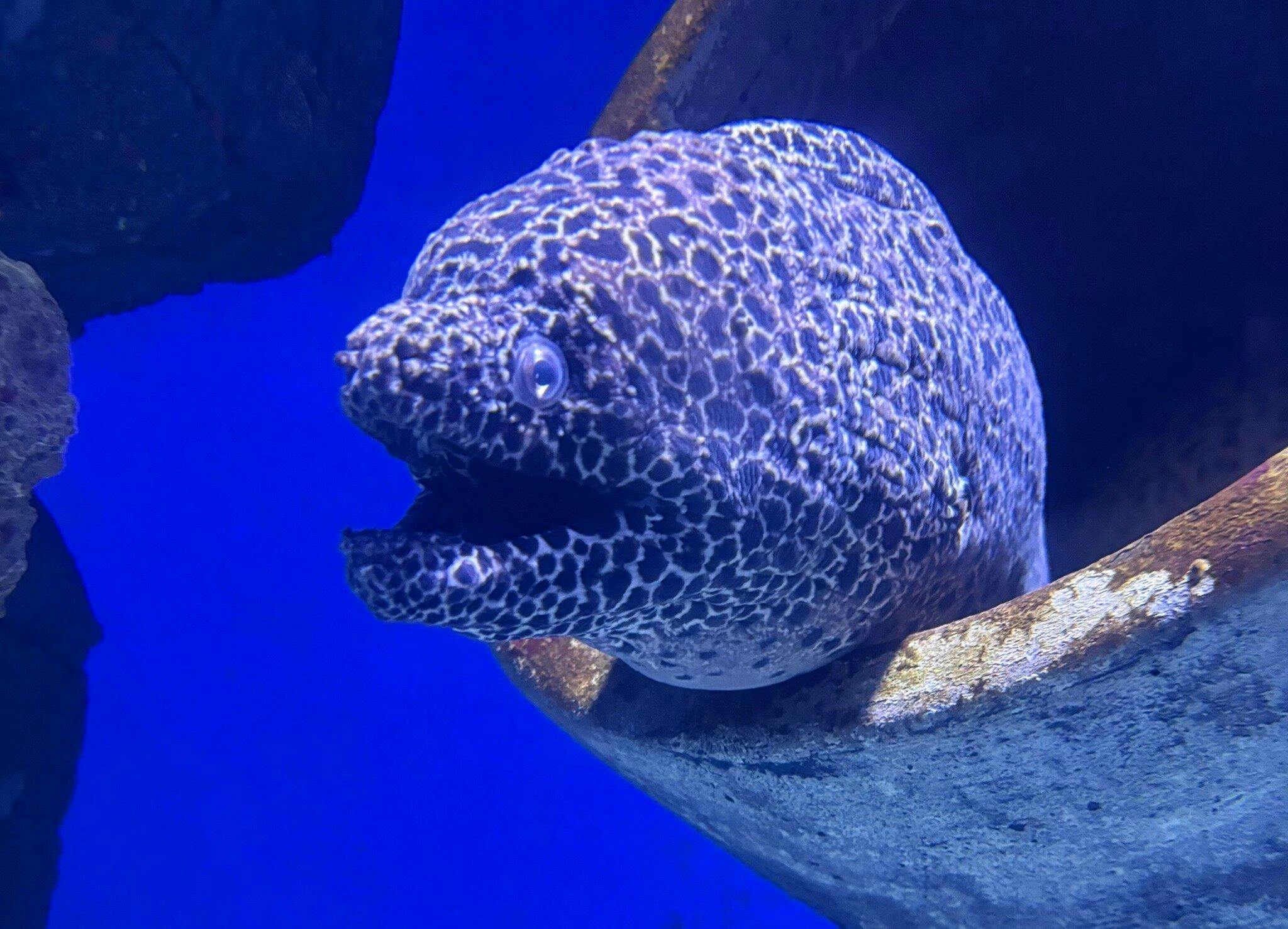 Cairns Aquarium Ticket 