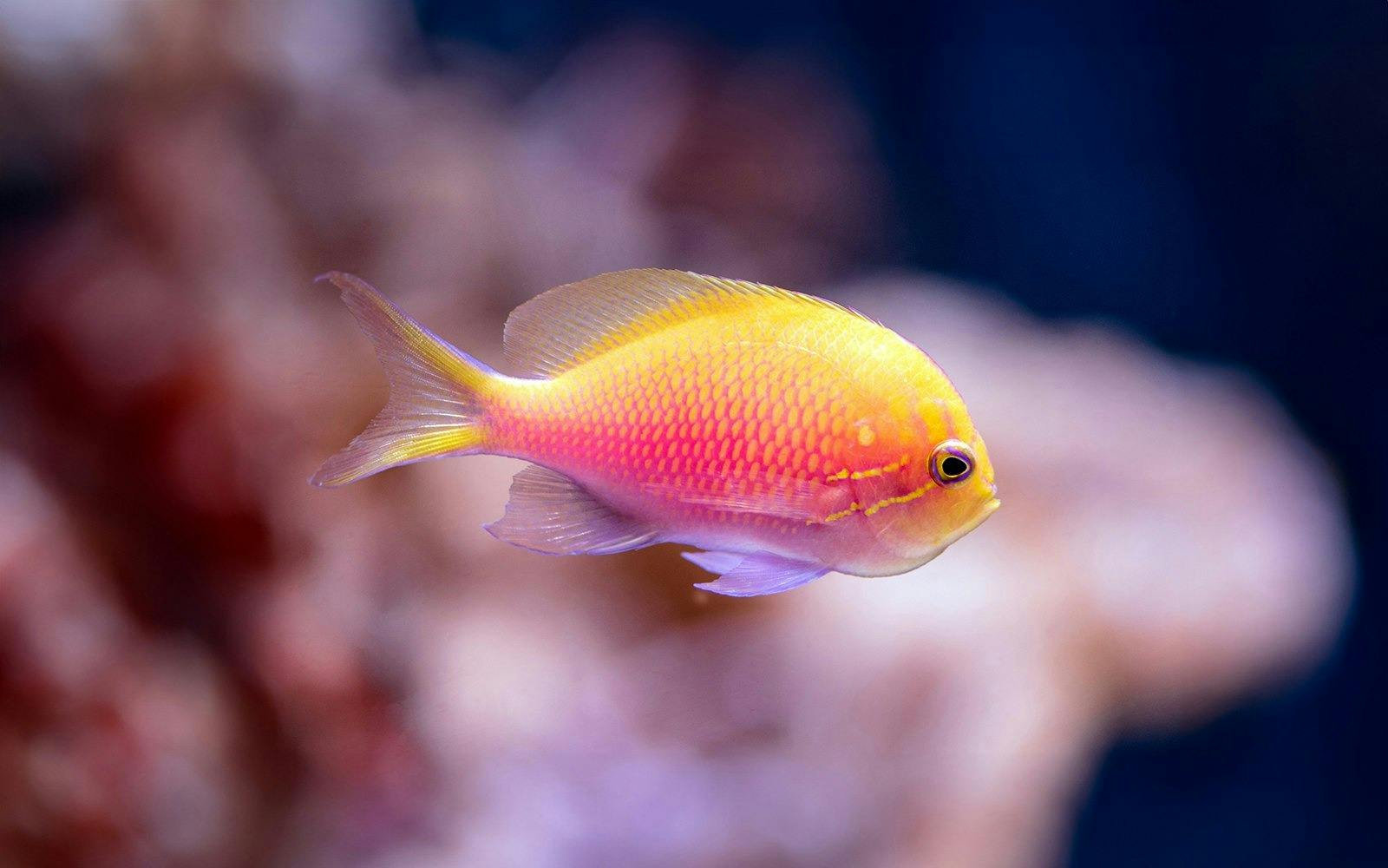 Cairns Aquarium Ticket Price