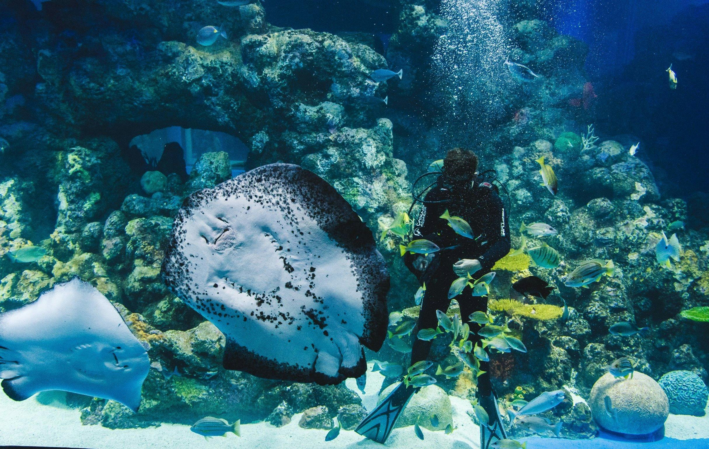 Cairns Aquarium Ticket Category