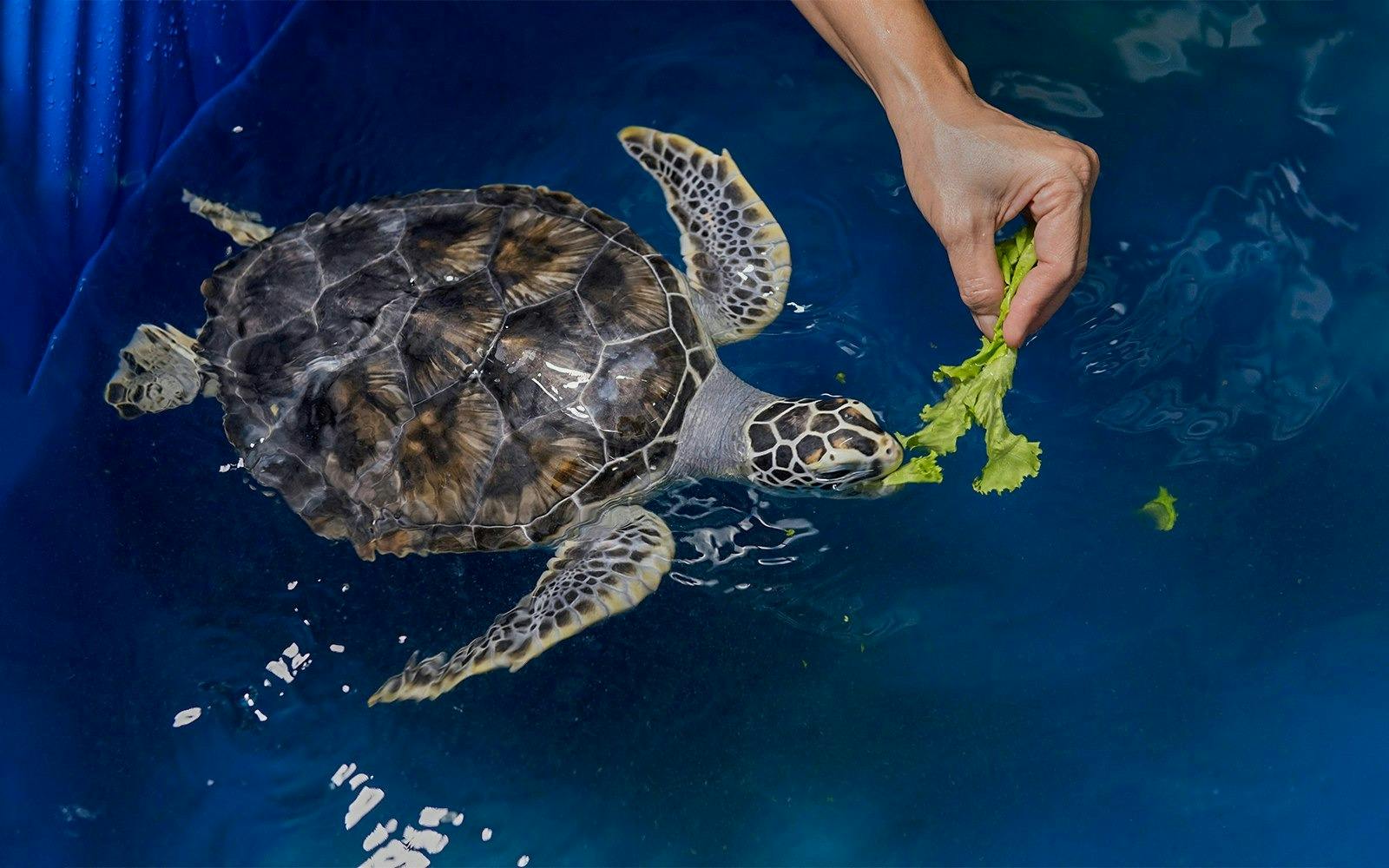 Cairns Aquarium Ticket 
