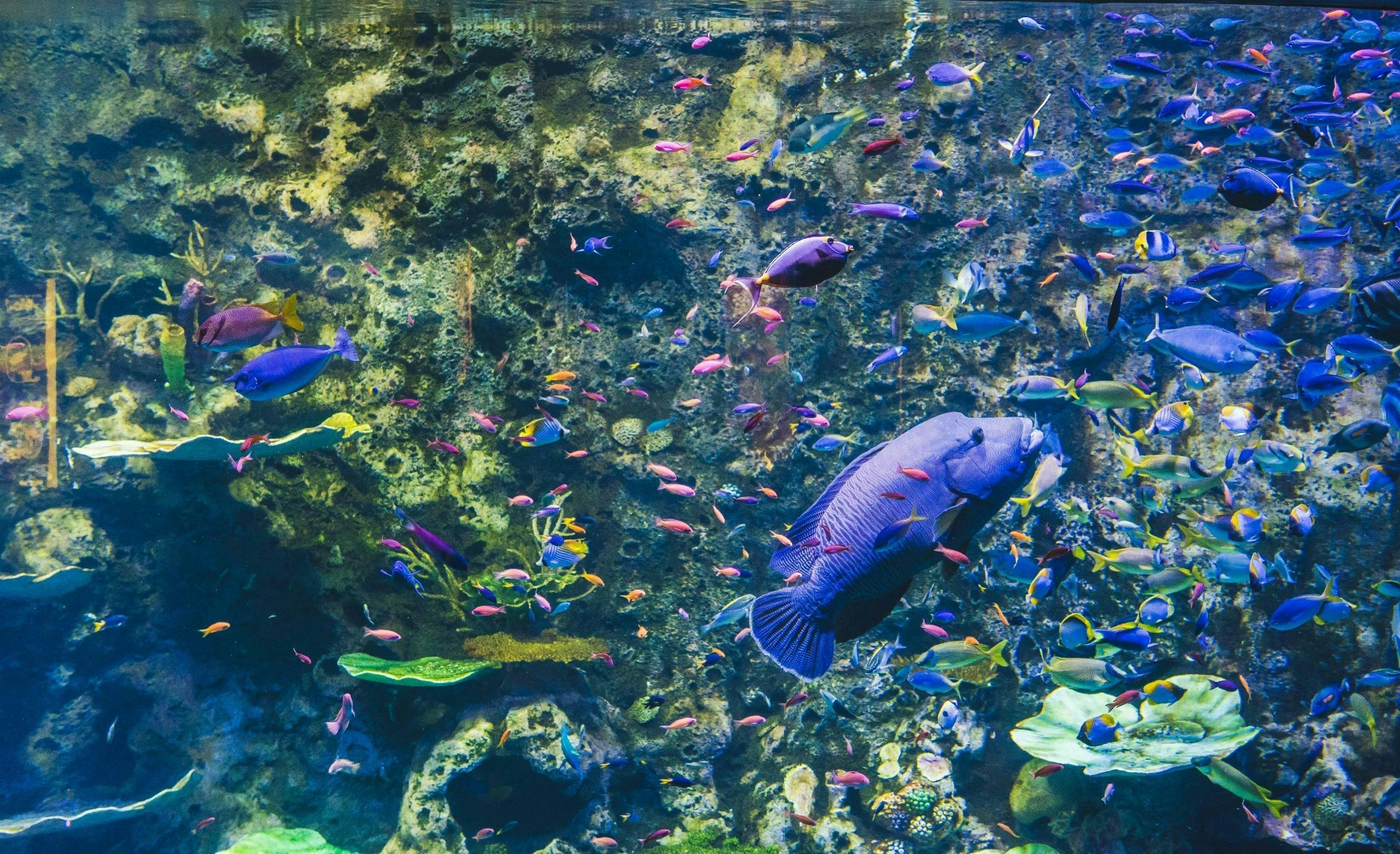 Cairns Aquarium Ticket Thrillark