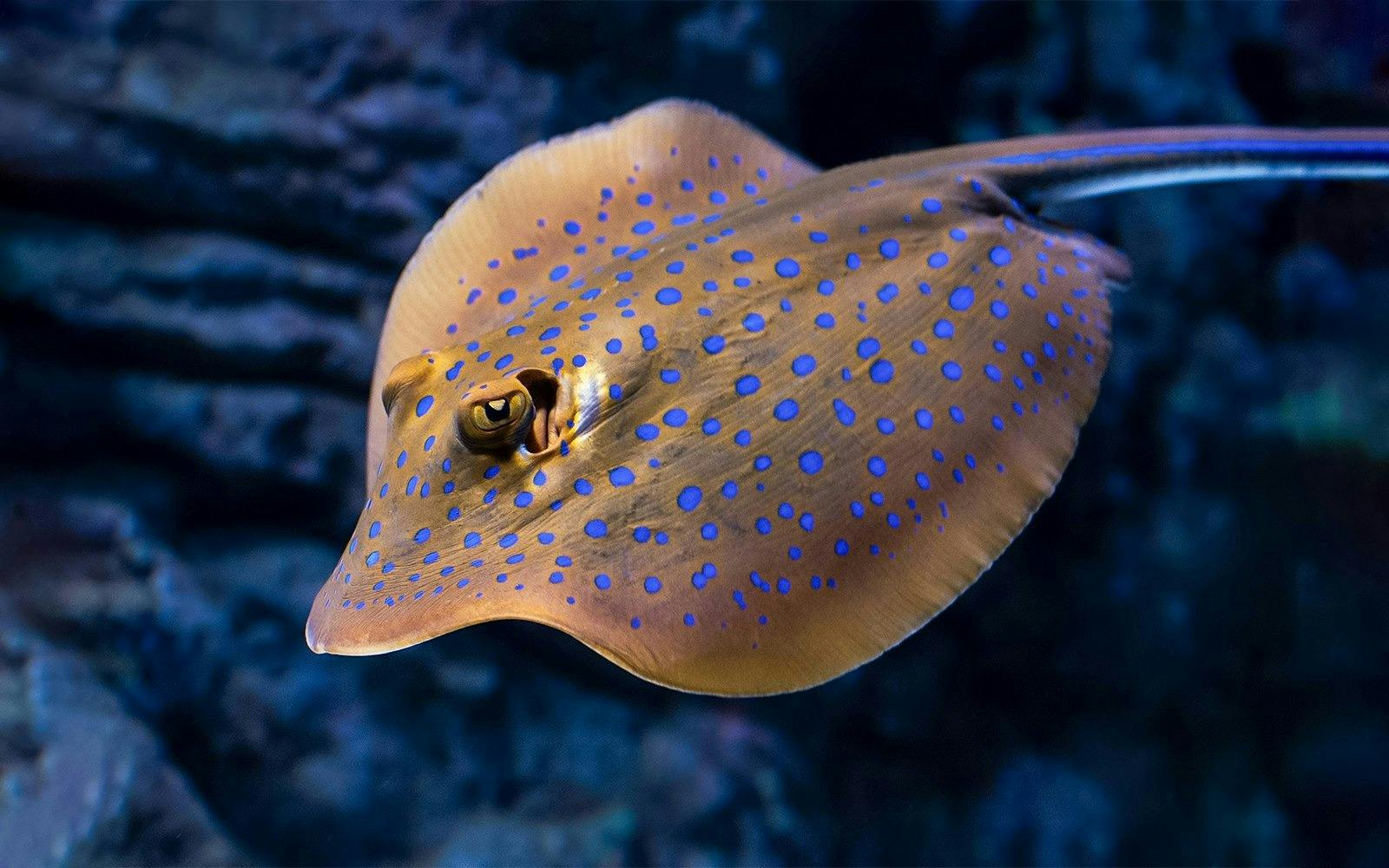 Cairns Aquarium Ticket