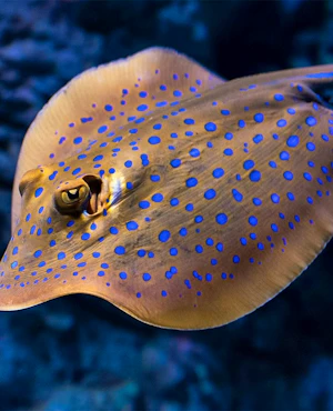 Cairns Aquarium Ticket