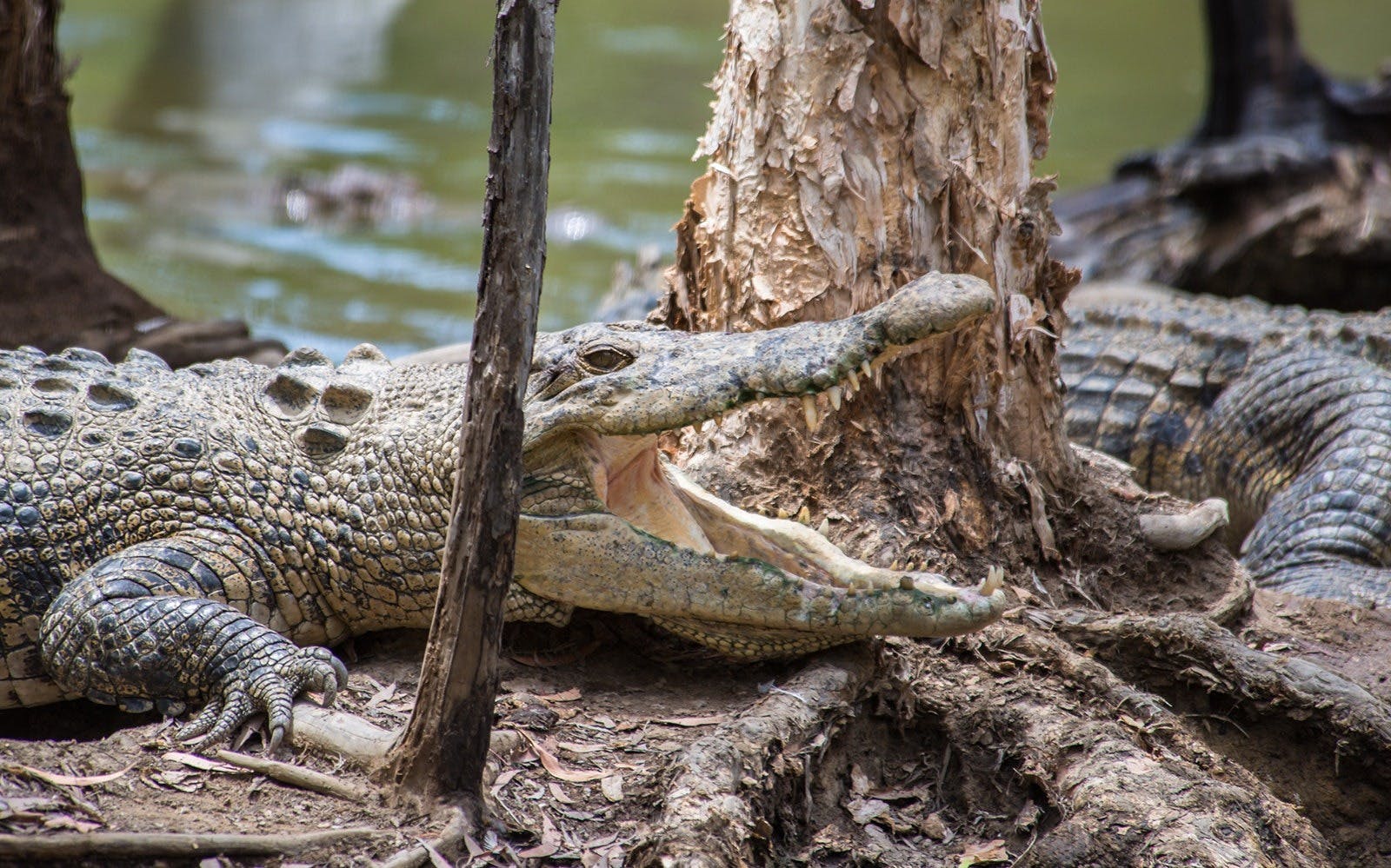 Hartley’s Crocodile Adventures Ticket 