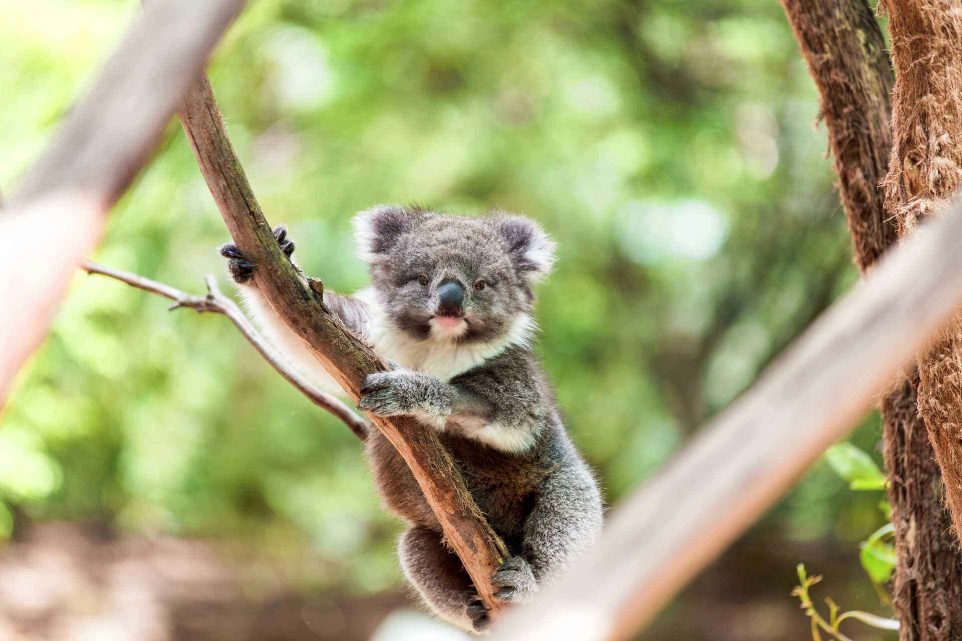 Hartley’s Crocodile Adventures Ticket 