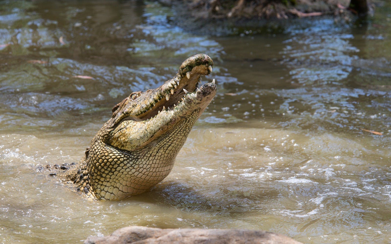 Hartley’s Crocodile Adventures Ticket Review
