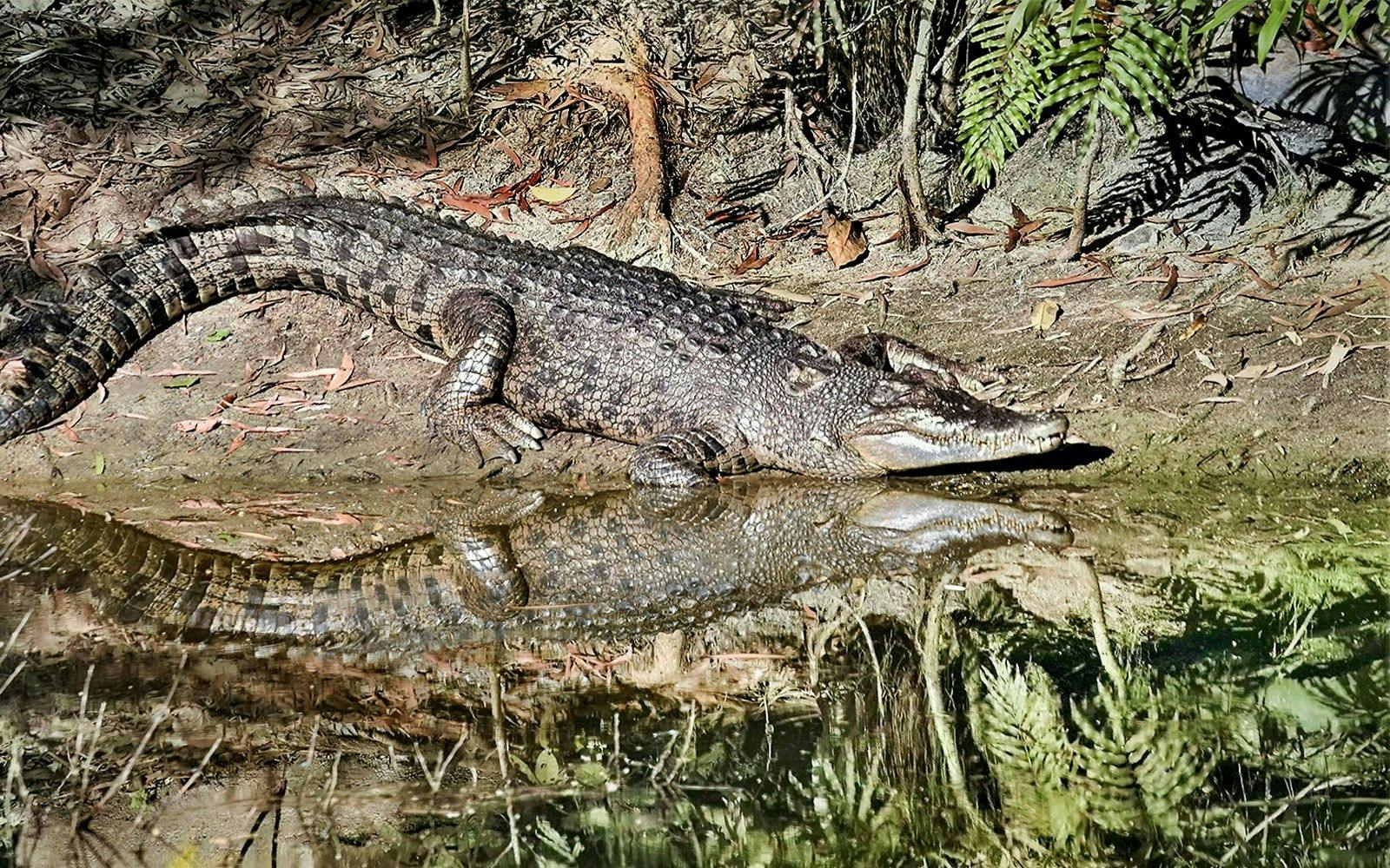 Hartley’s Crocodile Adventures Ticket Location