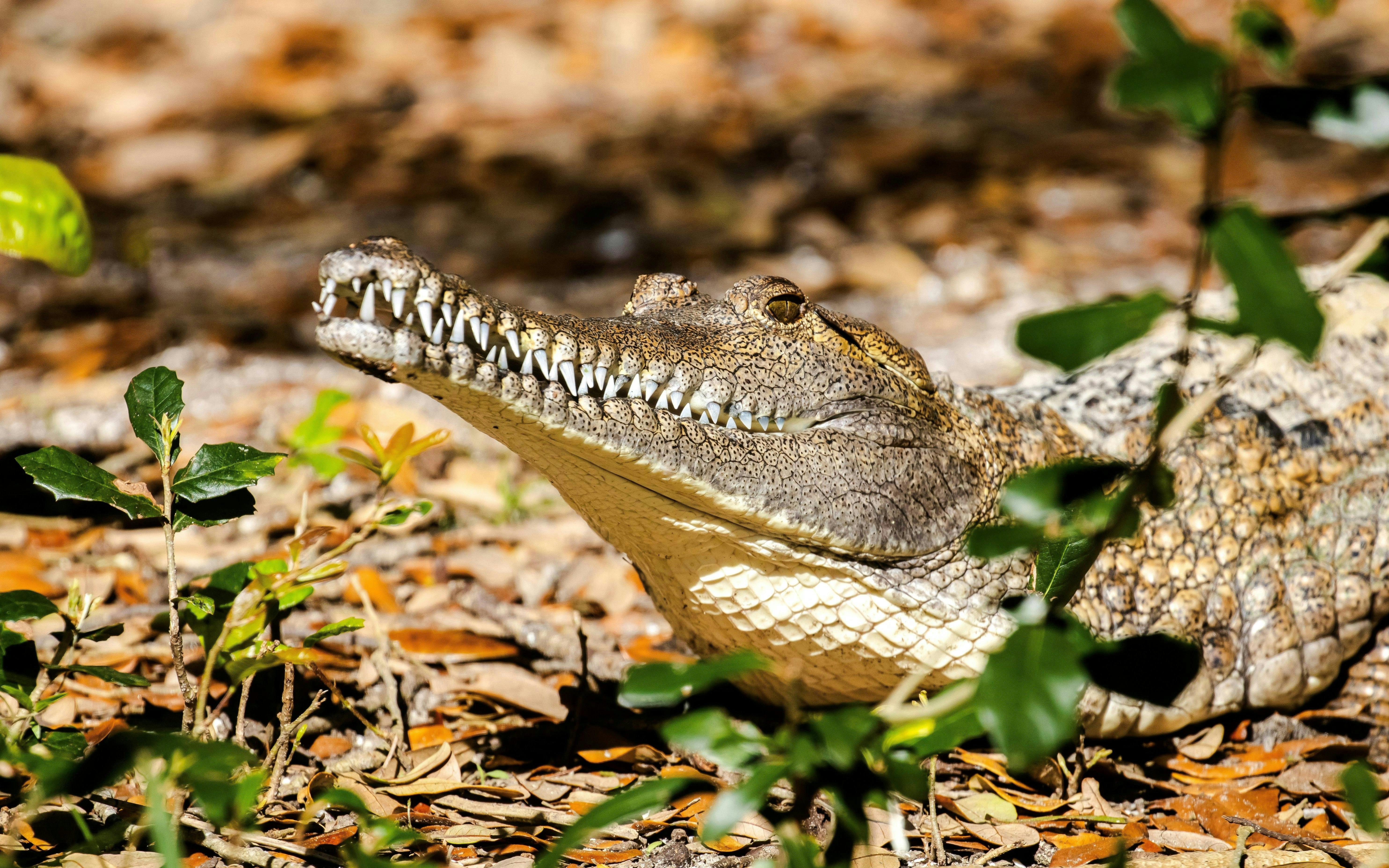 Hartley’s Crocodile Adventures Ticket
