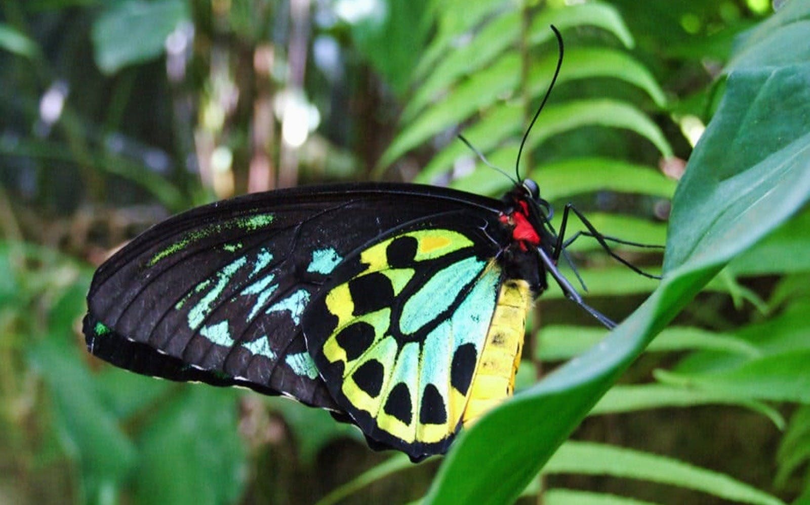Australian Butterfly Sanctuary Ticket Discount