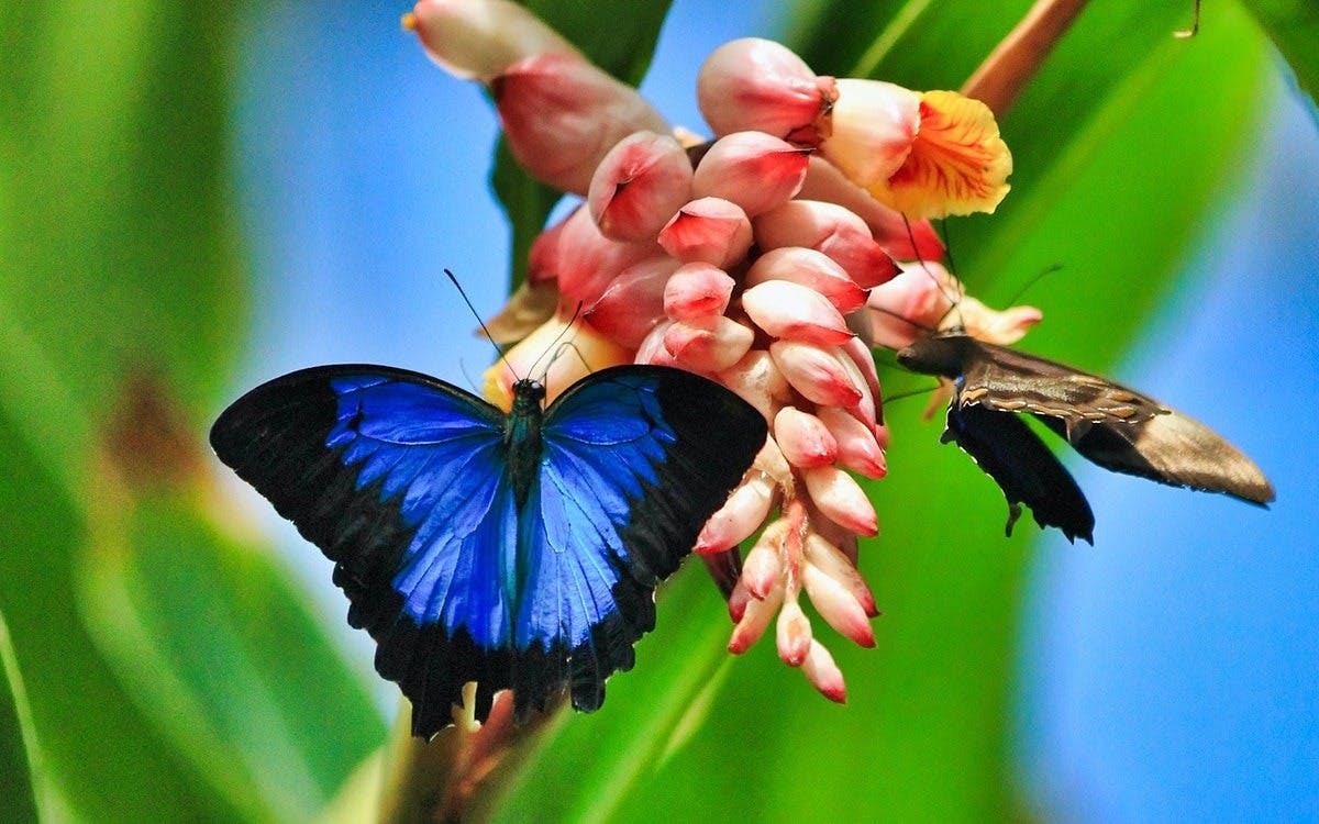 Australian Butterfly Sanctuary Ticket