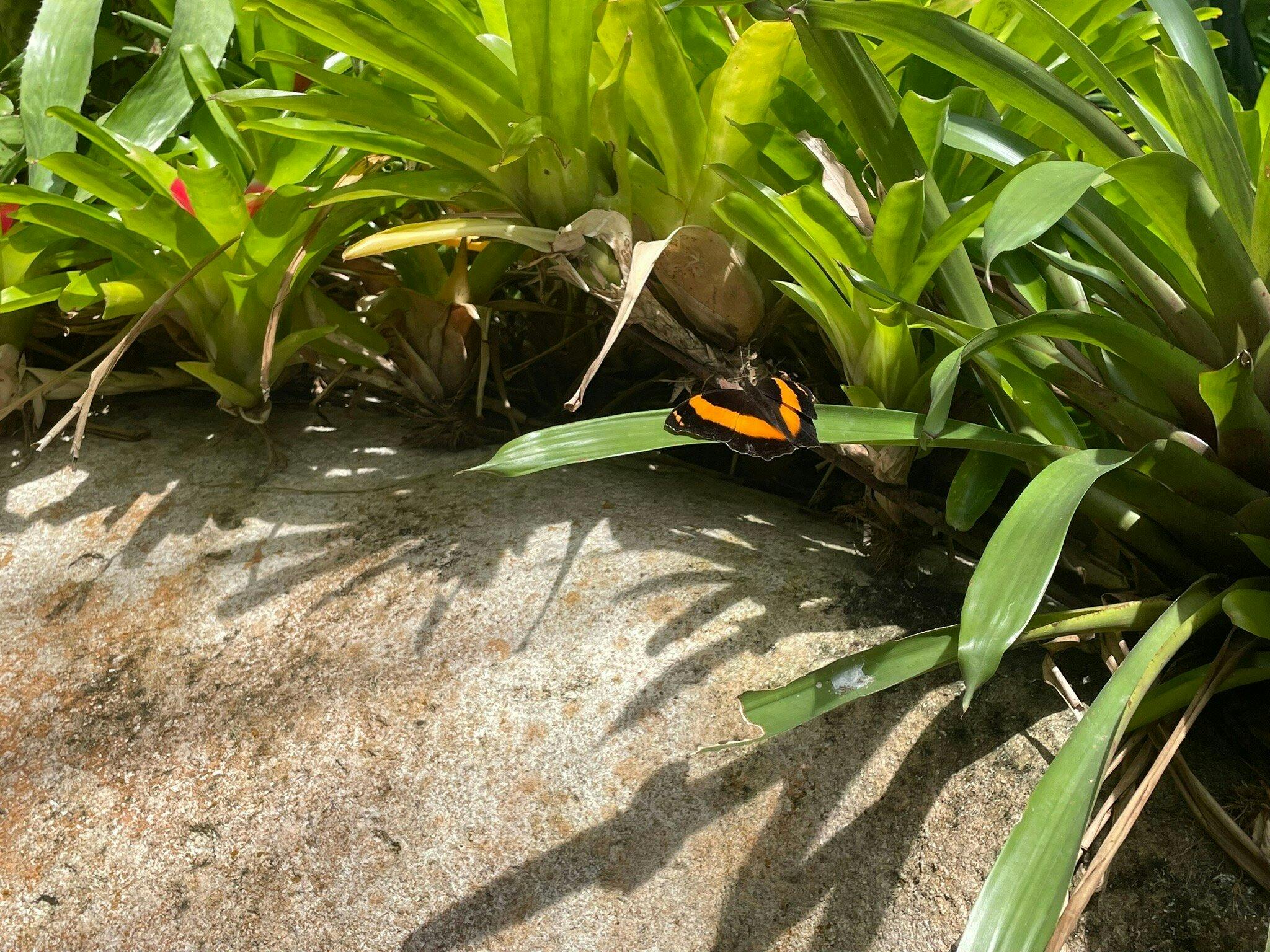Australian Butterfly Sanctuary Ticket Thrillark