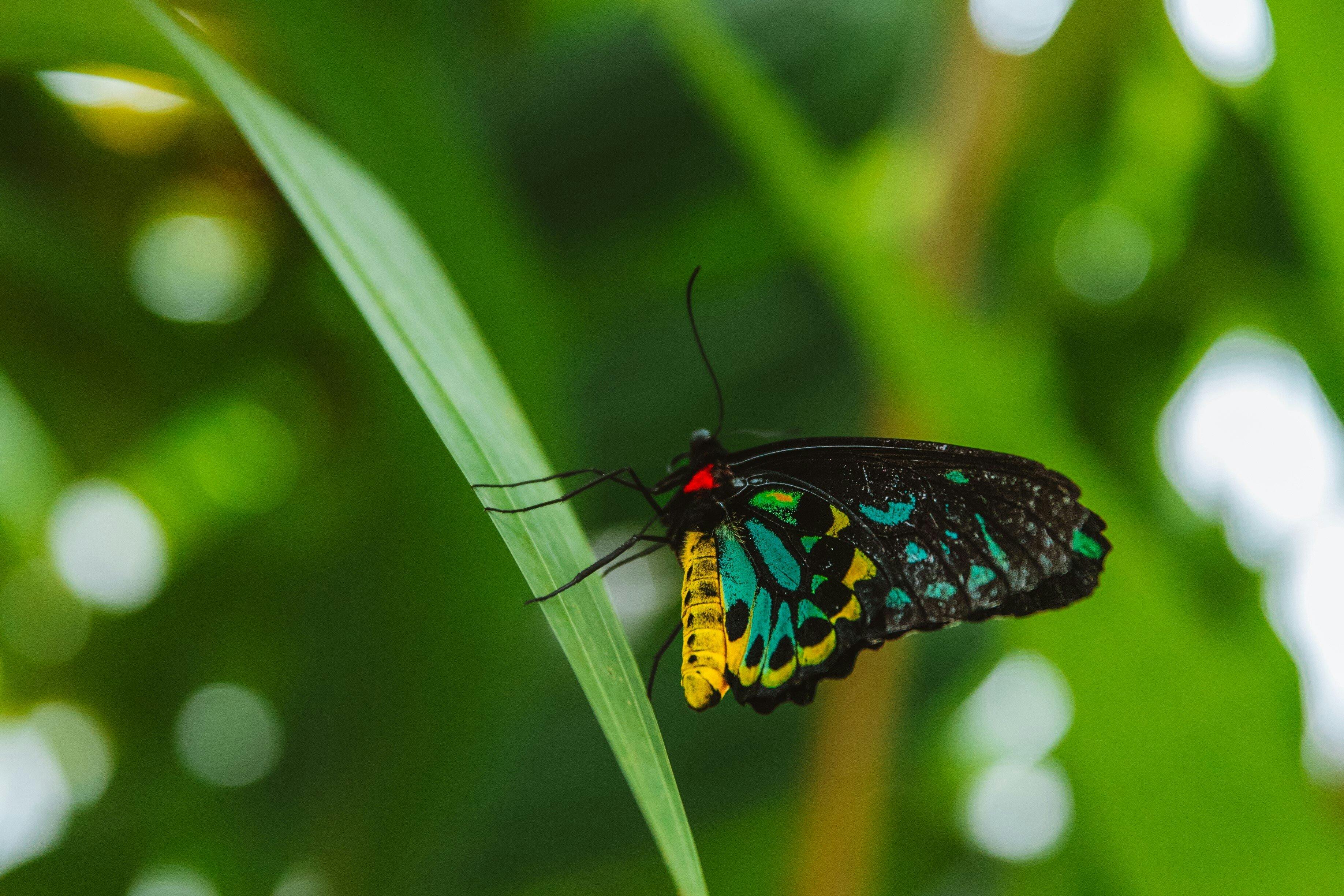 Australian Butterfly Sanctuary Ticket Price