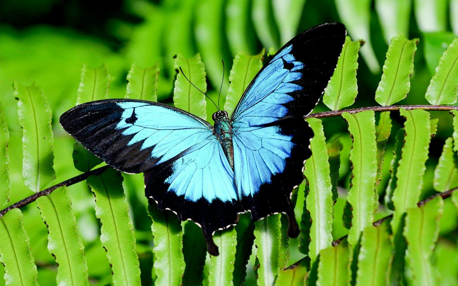 Australian Butterfly Sanctuary Ticket Location