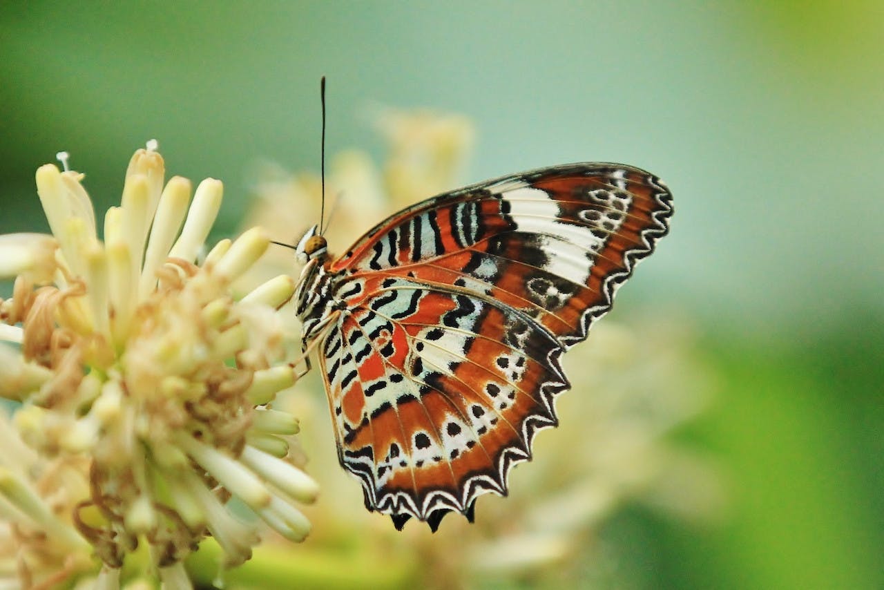 Australian Butterfly Sanctuary Ticket Review