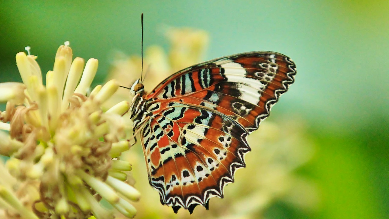 Australian Butterfly Sanctuary Ticket Review