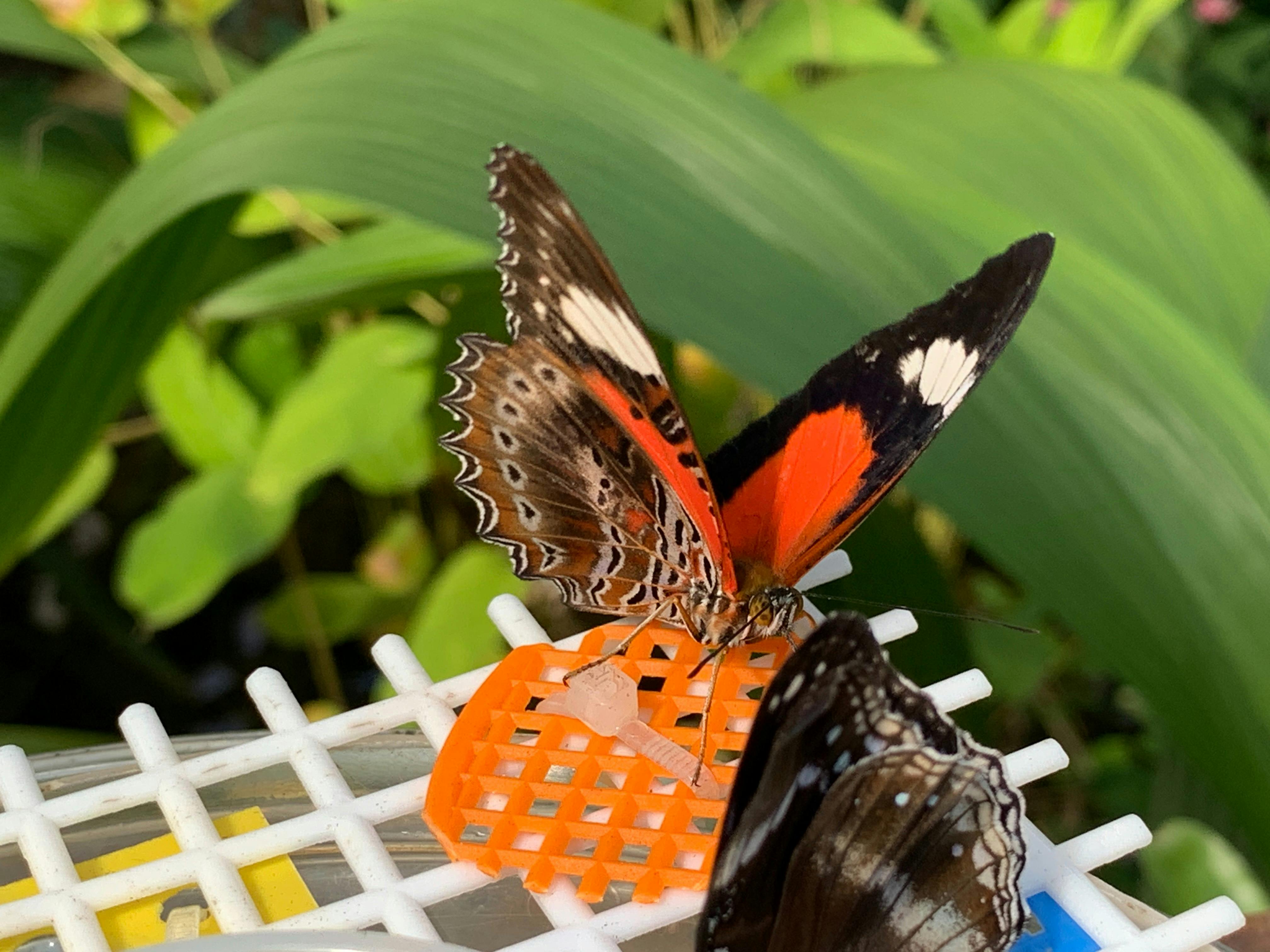 Australian Butterfly Sanctuary Ticket Category