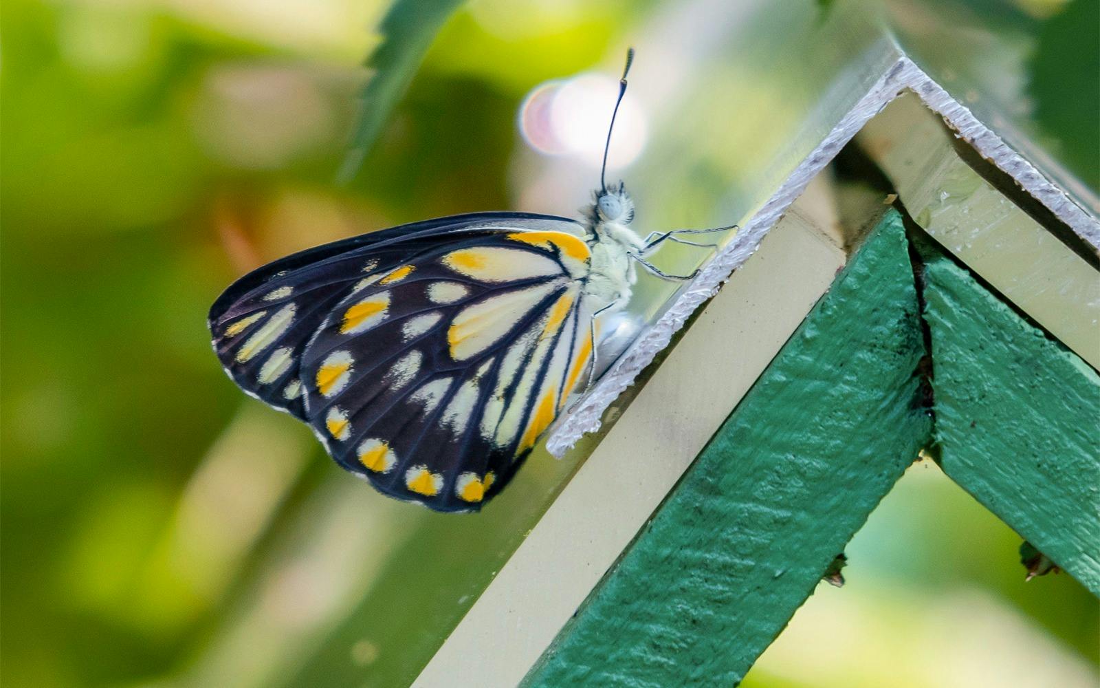 Australian Butterfly Sanctuary Ticket Ticket