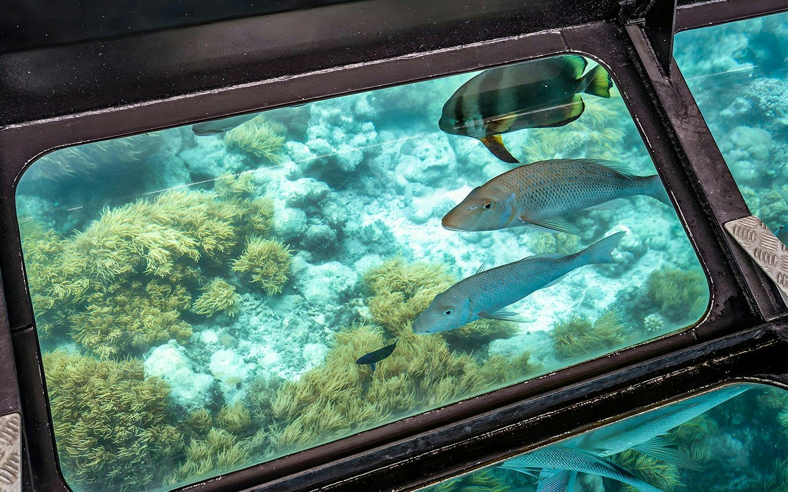 Green Island Reef Cruise Full-Day Tour 