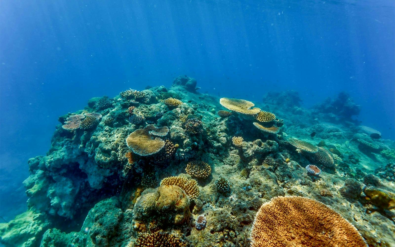 Green Island Reef Cruise Full-Day Tour 