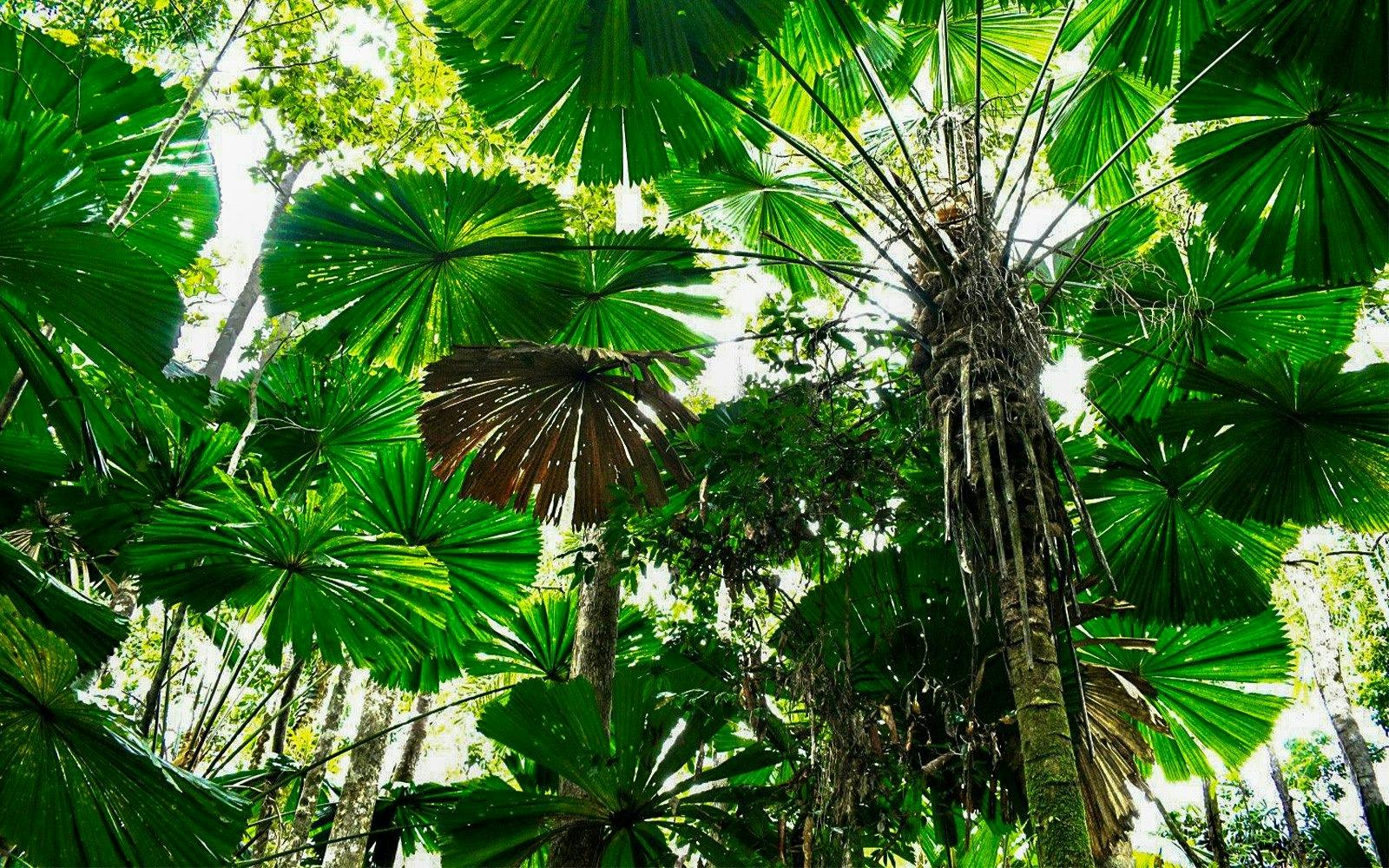 Cape Tribulation and Daintree Wilderness Tour 