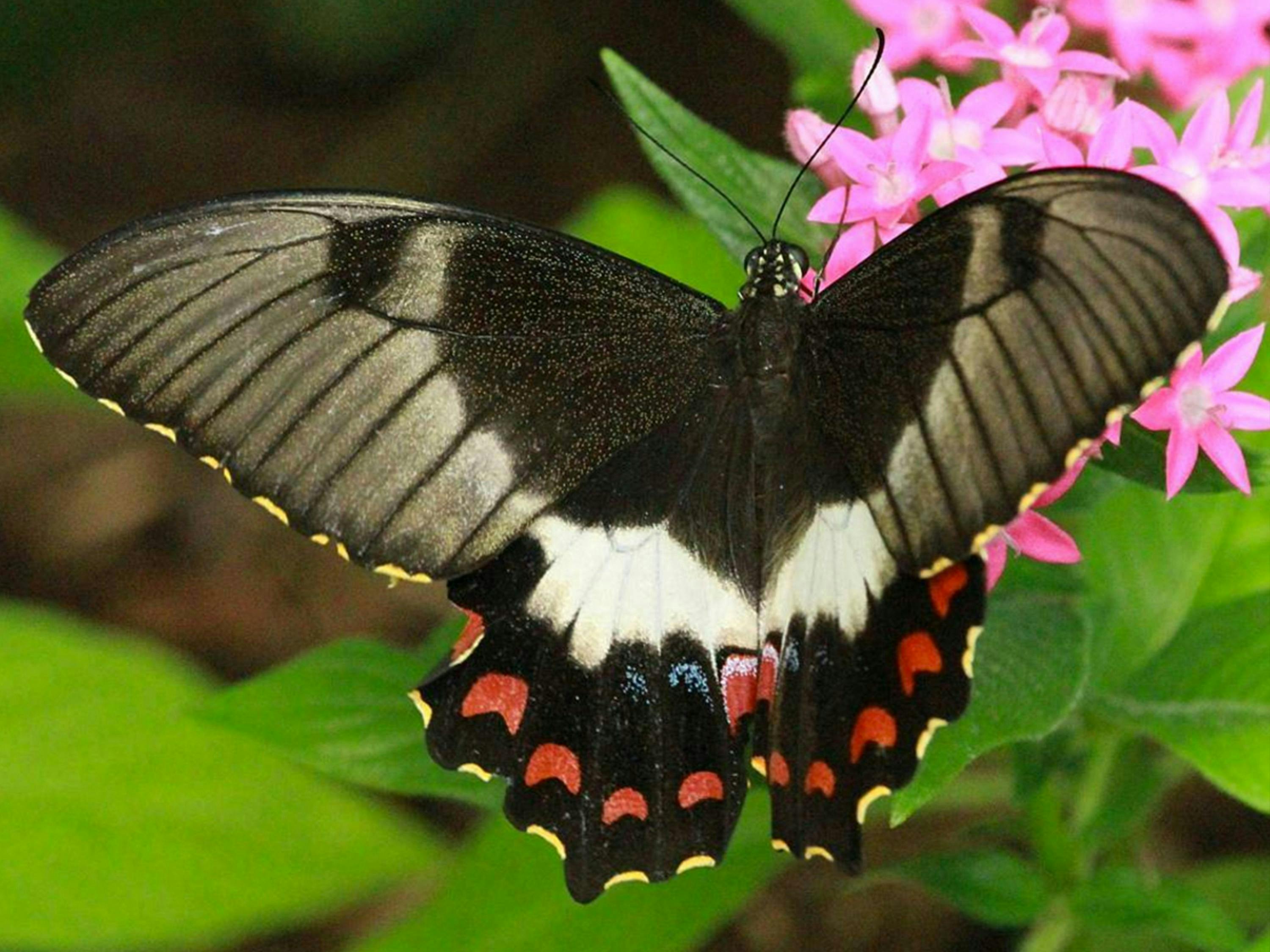 Kuranda Tour with Skyrail Cableway, Scenic Railway, Rainforestation & Butterfly Sanctuary 