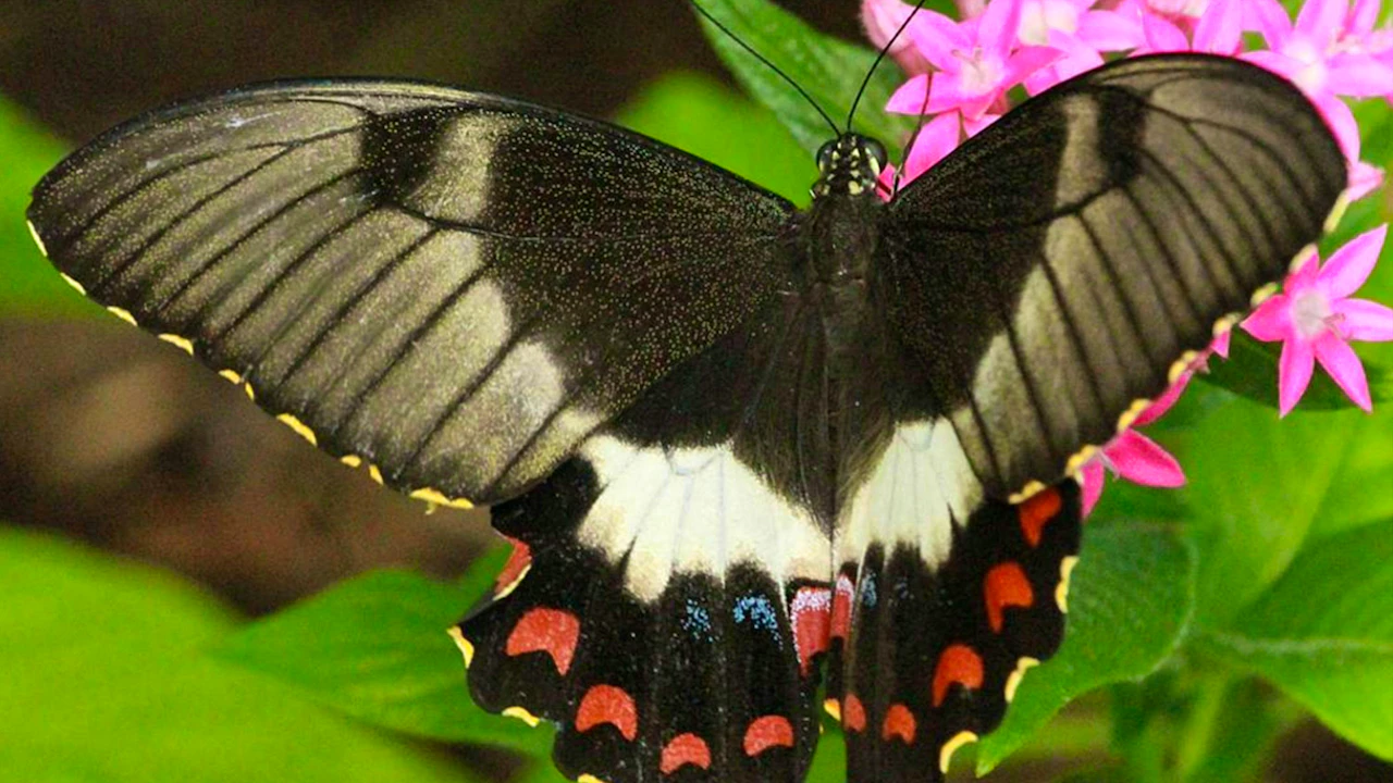 Kuranda Tour with Skyrail Cableway, Scenic Railway, Rainforestation & Butterfly Sanctuary