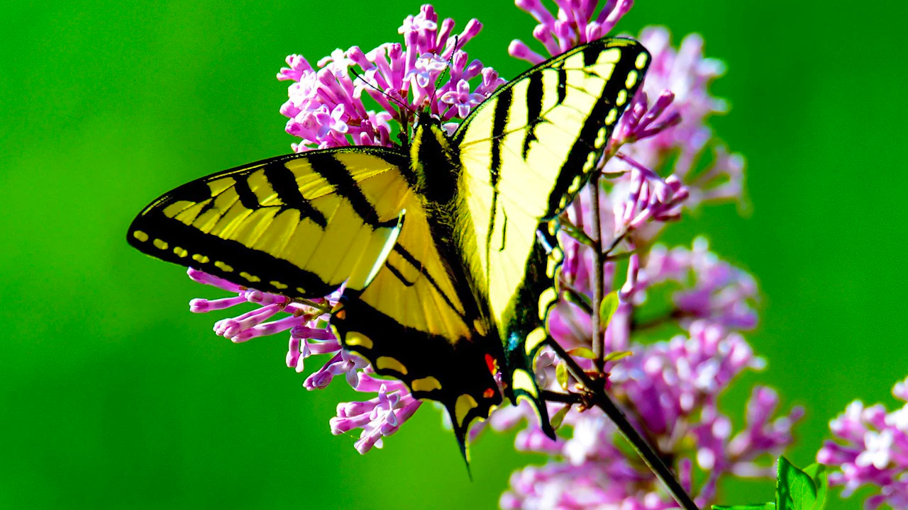 Kuranda Tour with Skyrail Cableway, Scenic Railway, Rainforestation & Butterfly Sanctuary