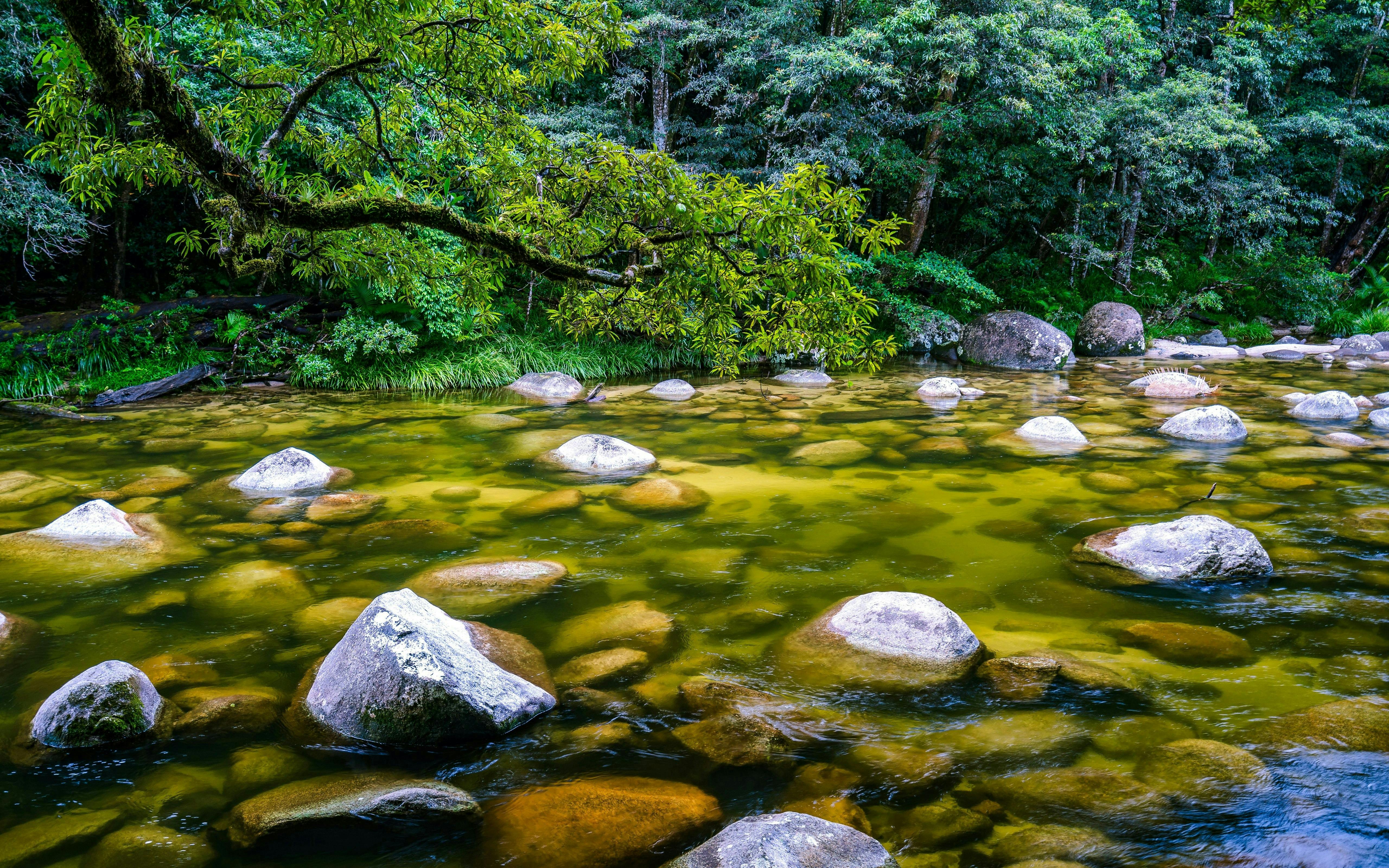 Daintree, Mossman Gorge & Wildlife Habitat Port Douglas Tour Ticket