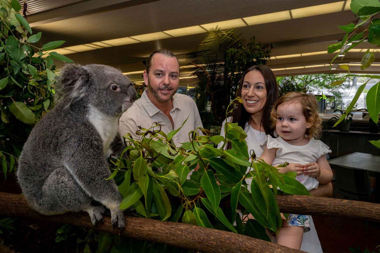 Daintree, Mossman Gorge & Wildlife Habitat Port Douglas Tour 