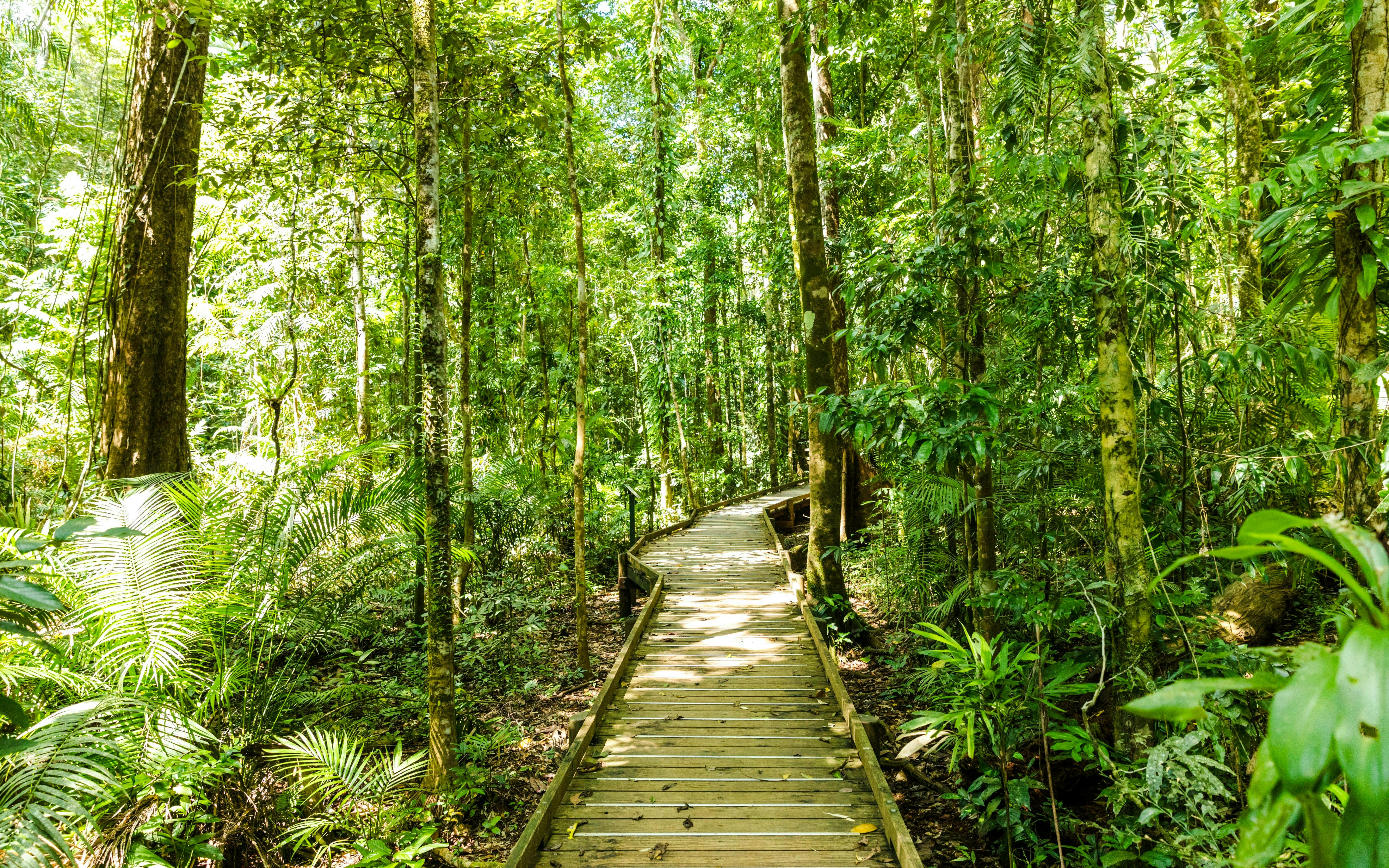 Daintree, Mossman Gorge & Wildlife Habitat Port Douglas Tour Category