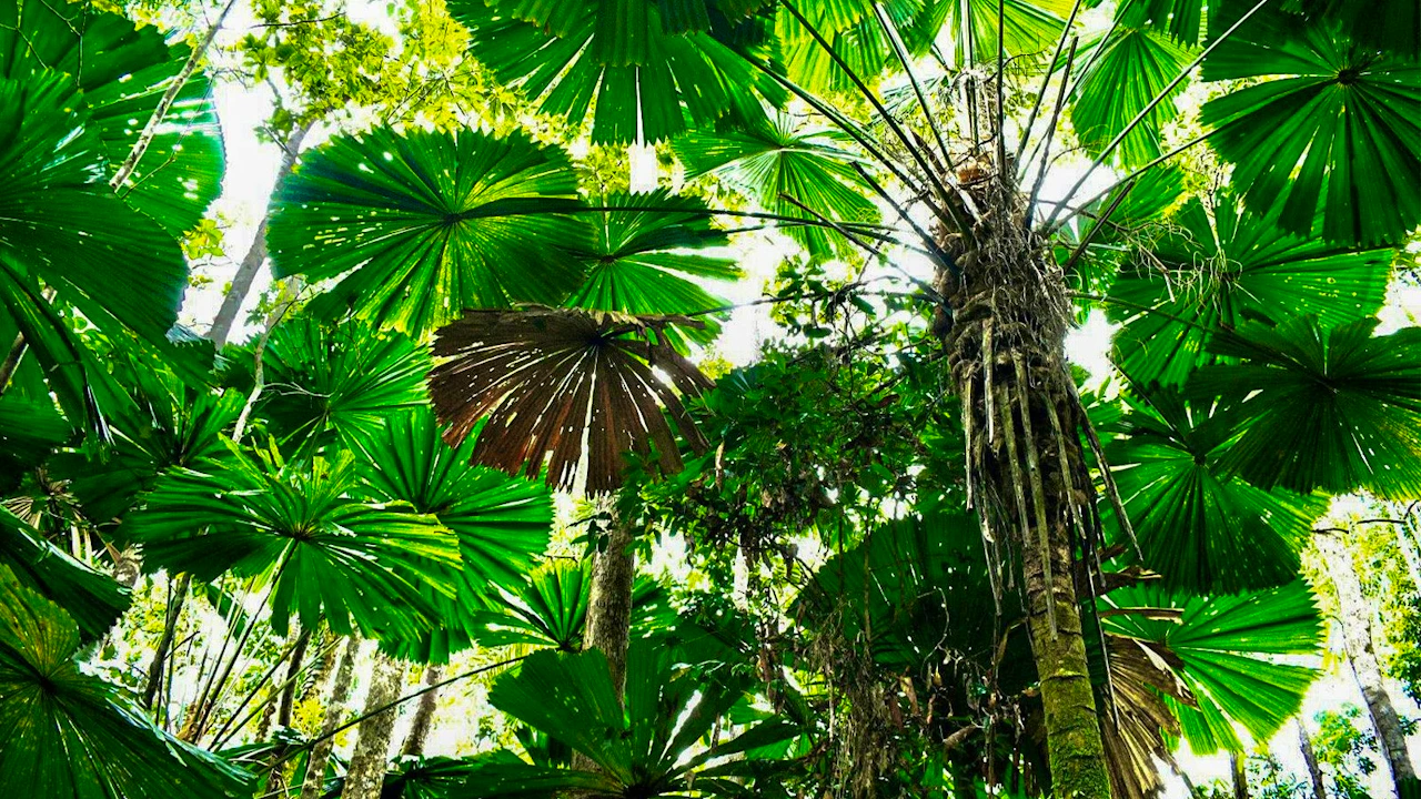 Kuranda Rainforestation Nature Park Tour from Cairns Thrillark