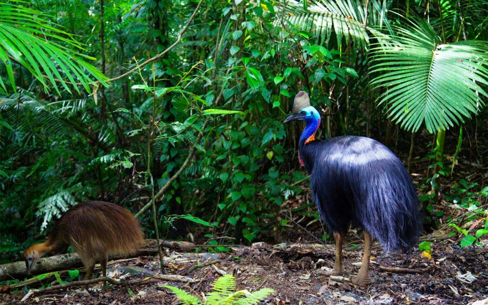 Kuranda Rainforestation Nature Park Tour from Cairns Review