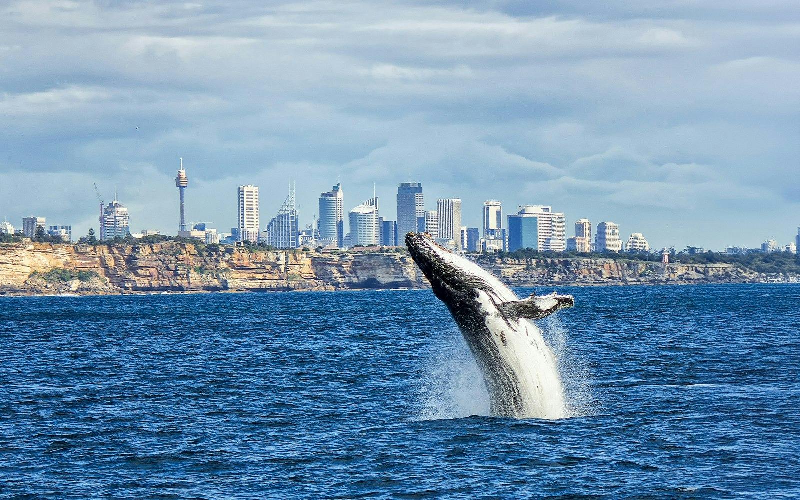 Sydney Whale Watching Cruise Ticket Category