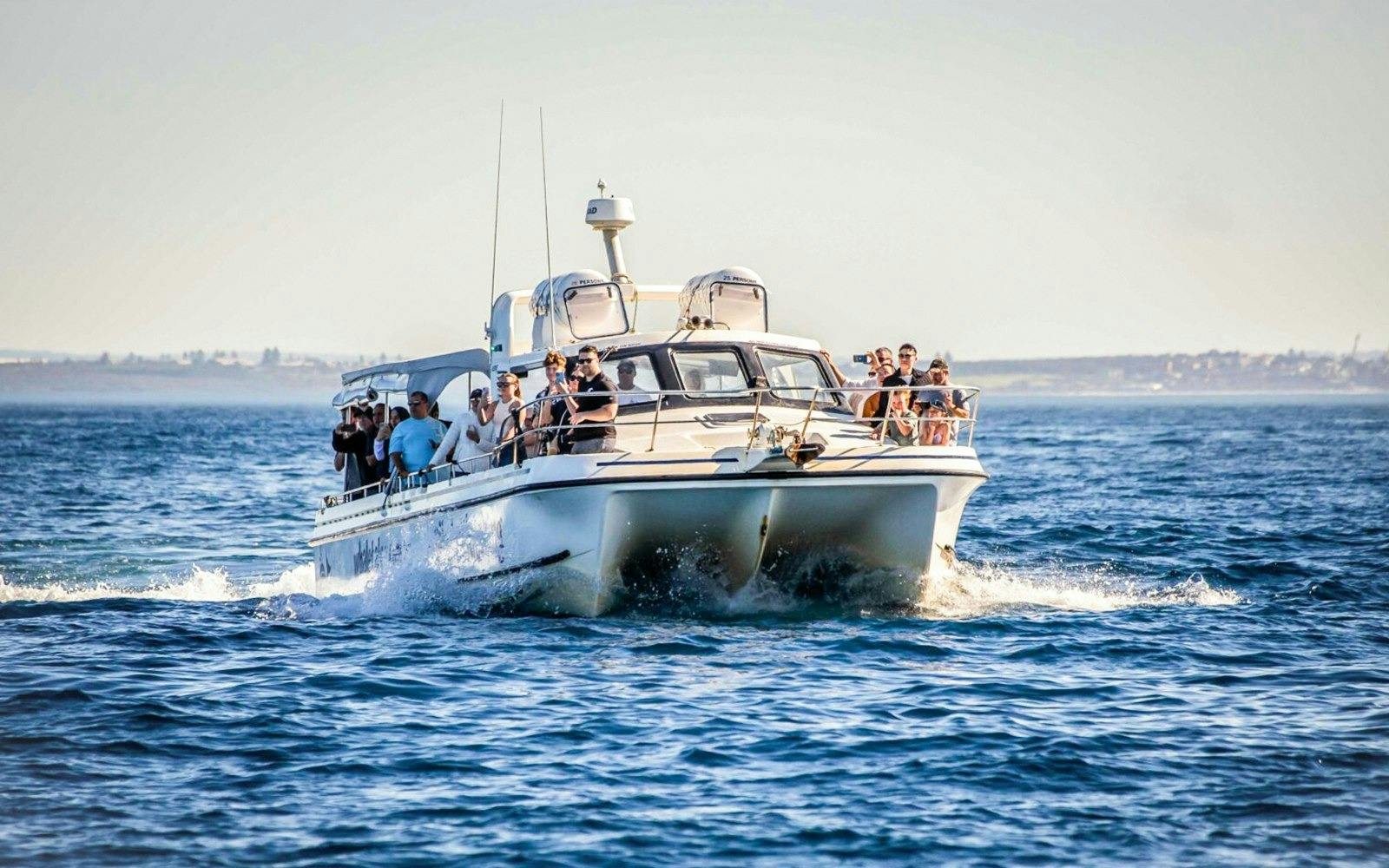 Sydney Whale Watching Cruise Ticket 