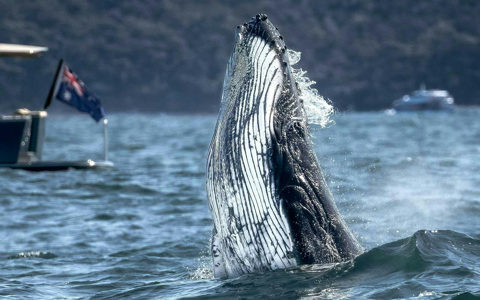 Sydney Whale Watching Cruise Ticket Price