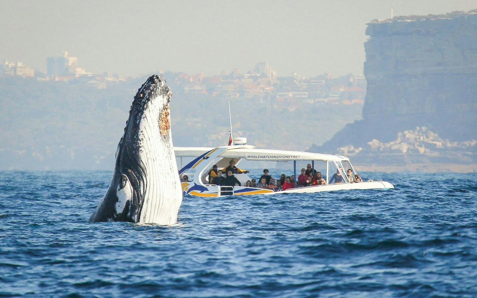 Sydney Whale Watching Cruise Ticket Discount