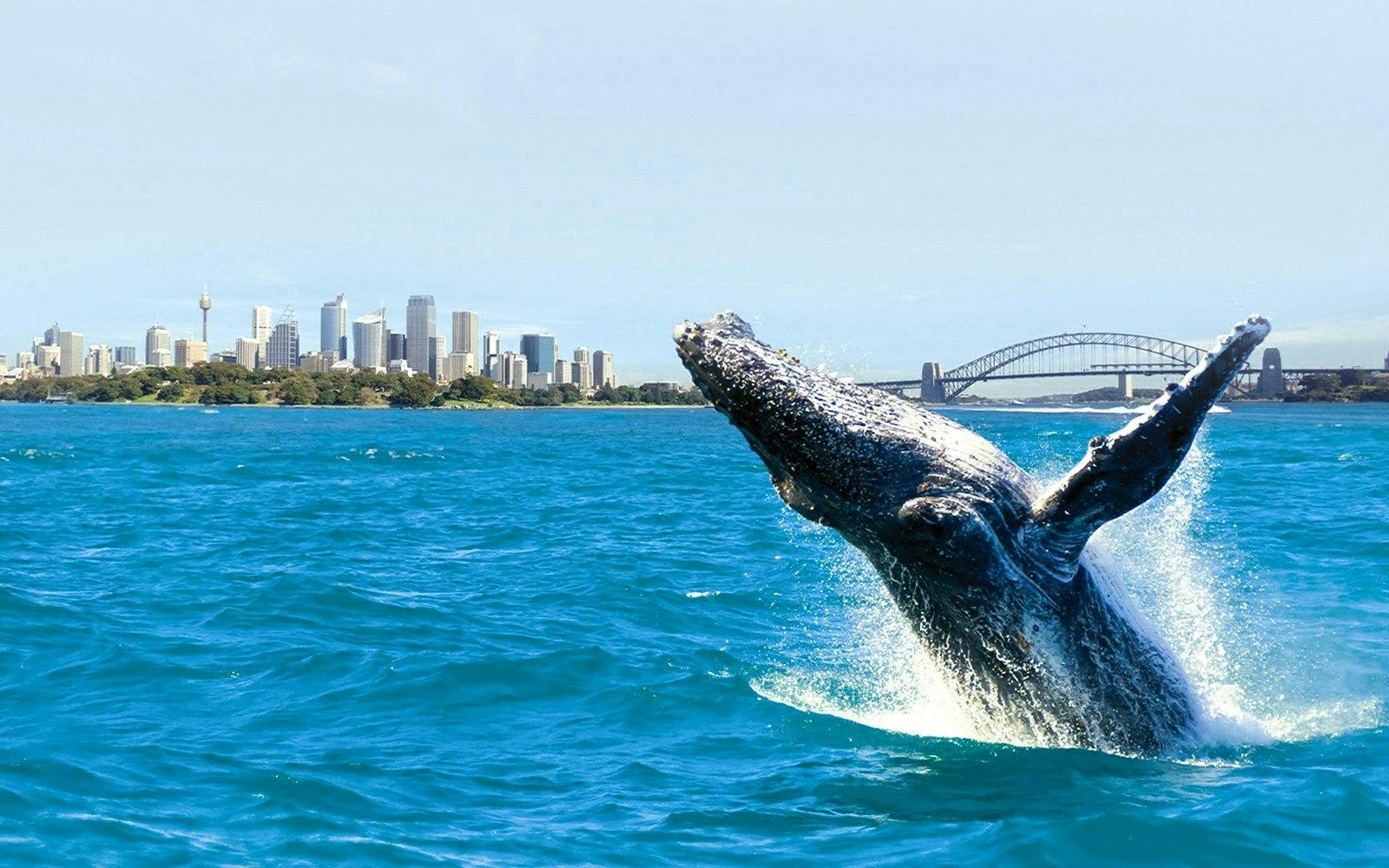 Sydney Whale Watching Cruise Ticket Ticket