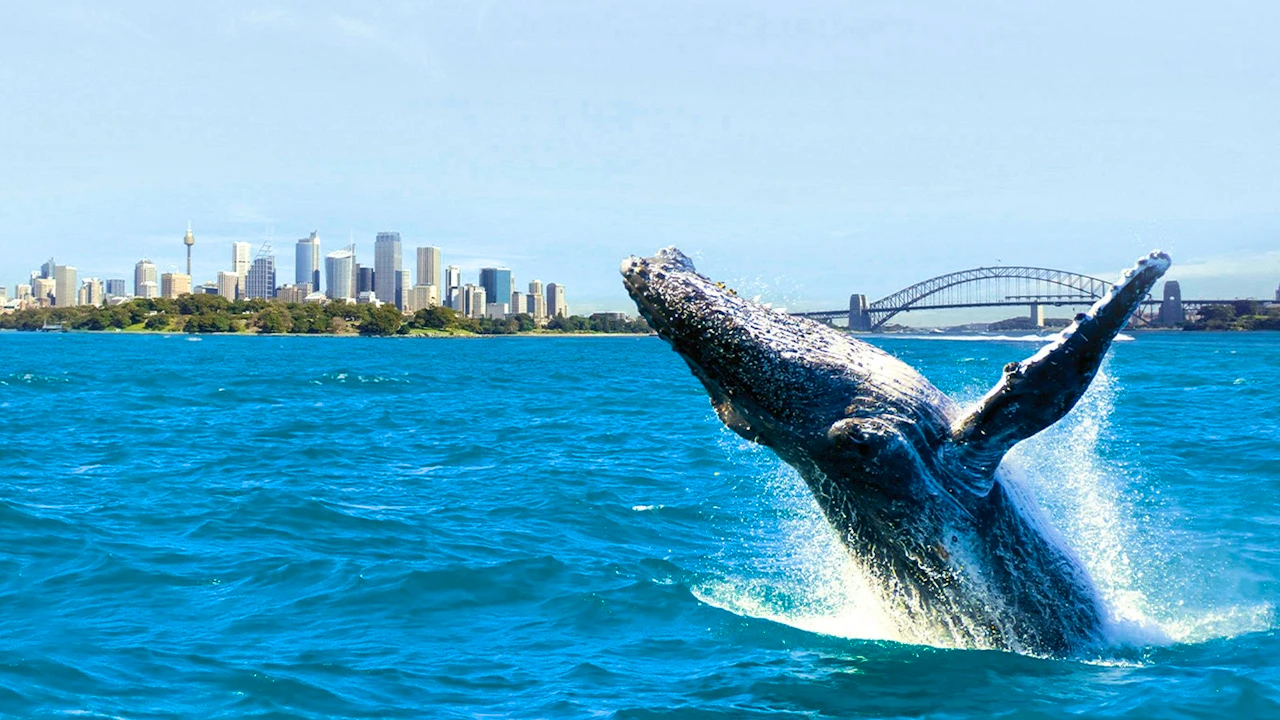Sydney Whale Watching Cruise Ticket Ticket
