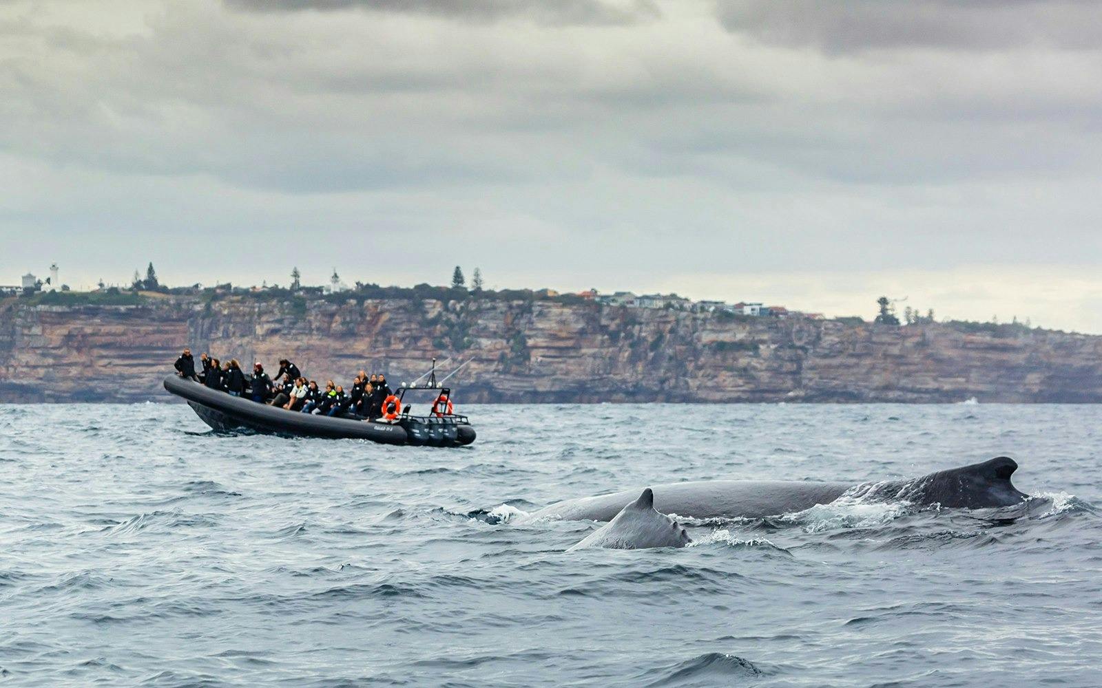 Sydney Whale Watching Cruise Ticket Location