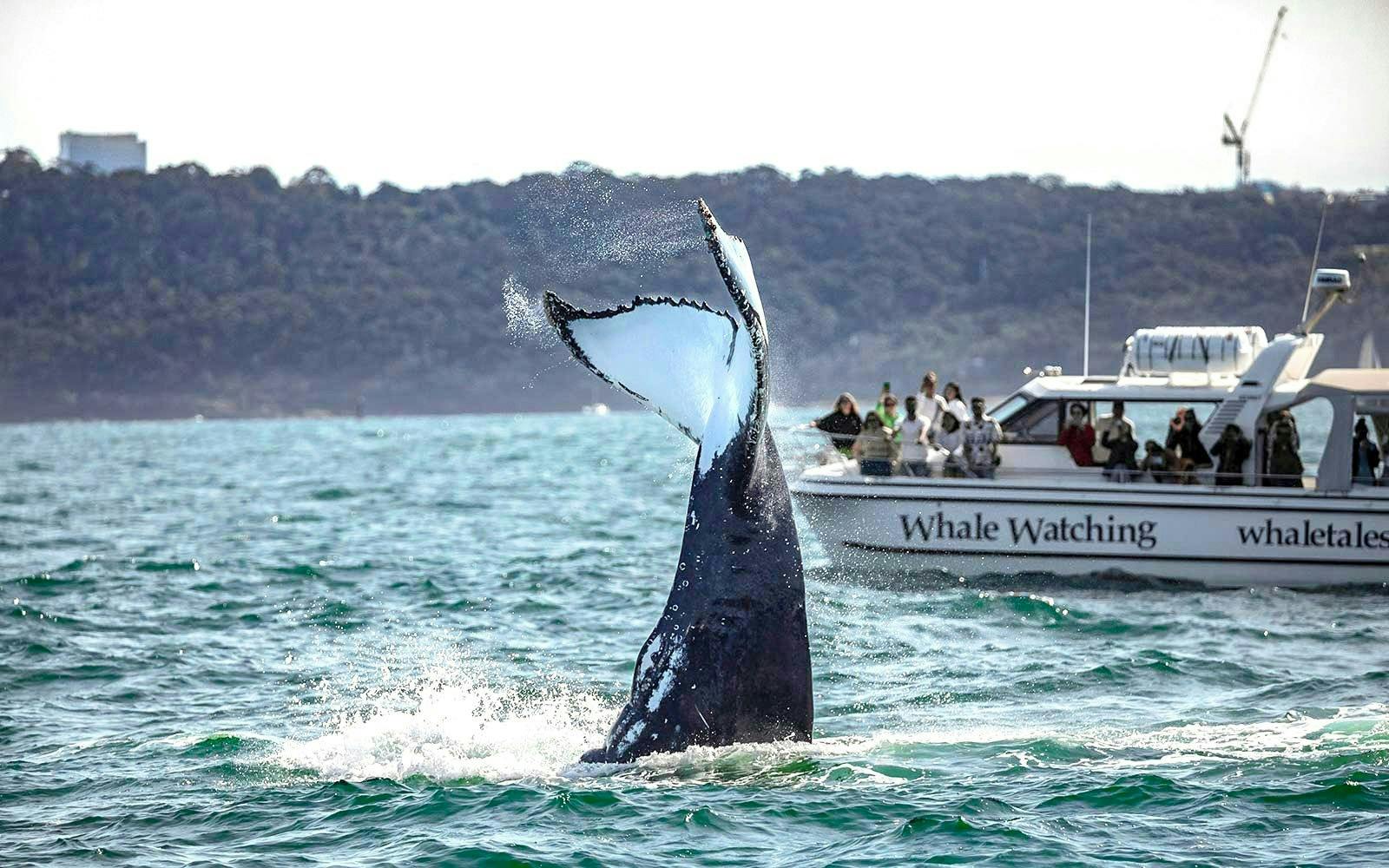 Sydney Whale Watching Cruise Ticket 