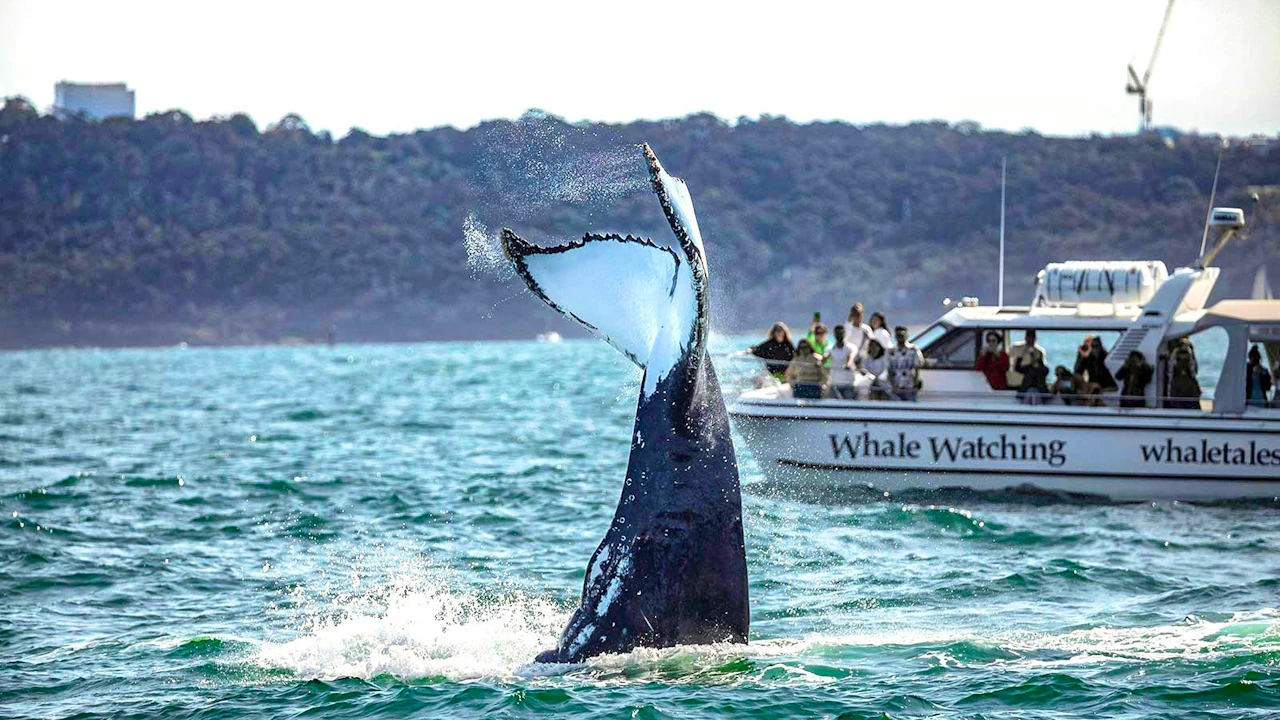 Sydney Whale Watching Cruise Ticket