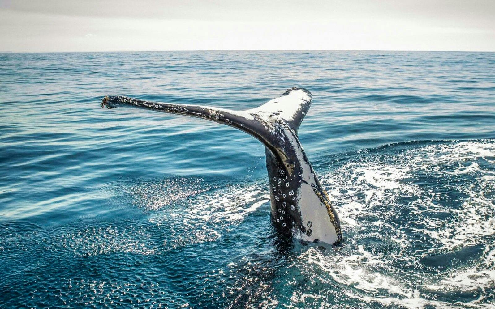 Sydney Whale Watching Cruise Ticket 