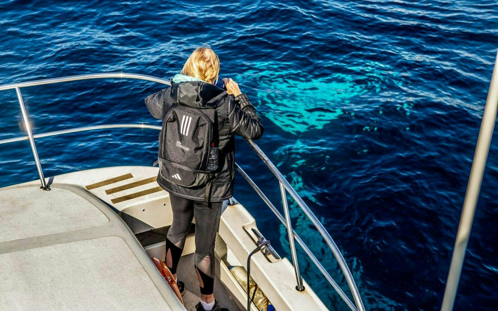 Sydney Whale Watching Cruise Ticket 